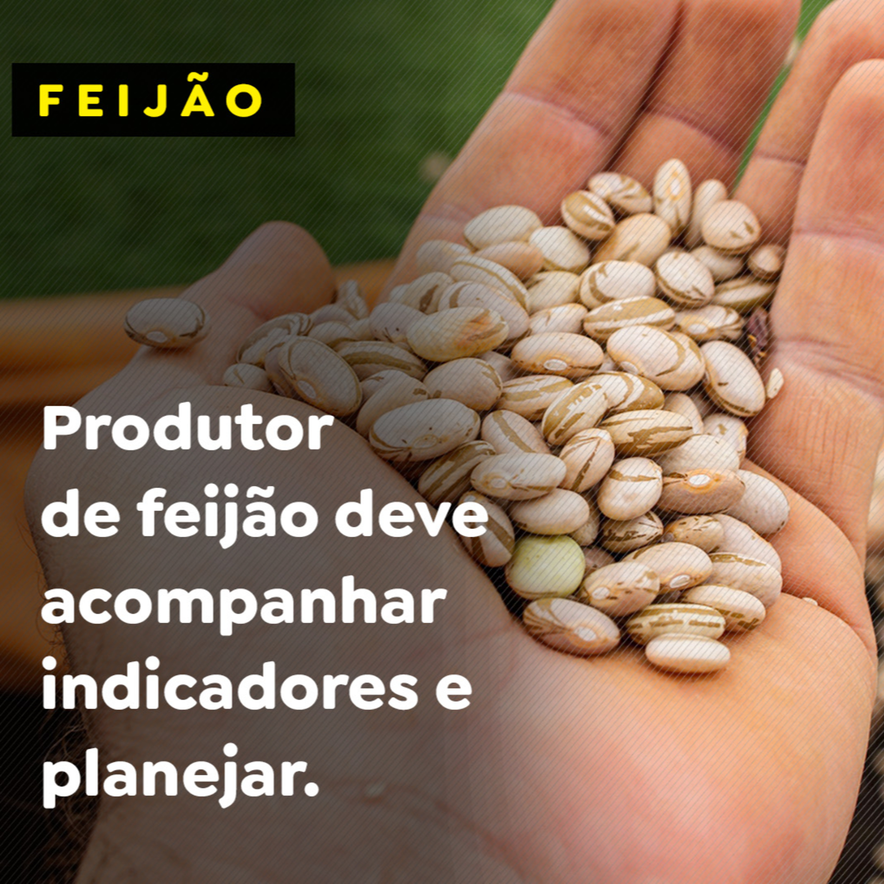 Produtor de feijão deve acompanhar indicadores e planejar.  episode artwork