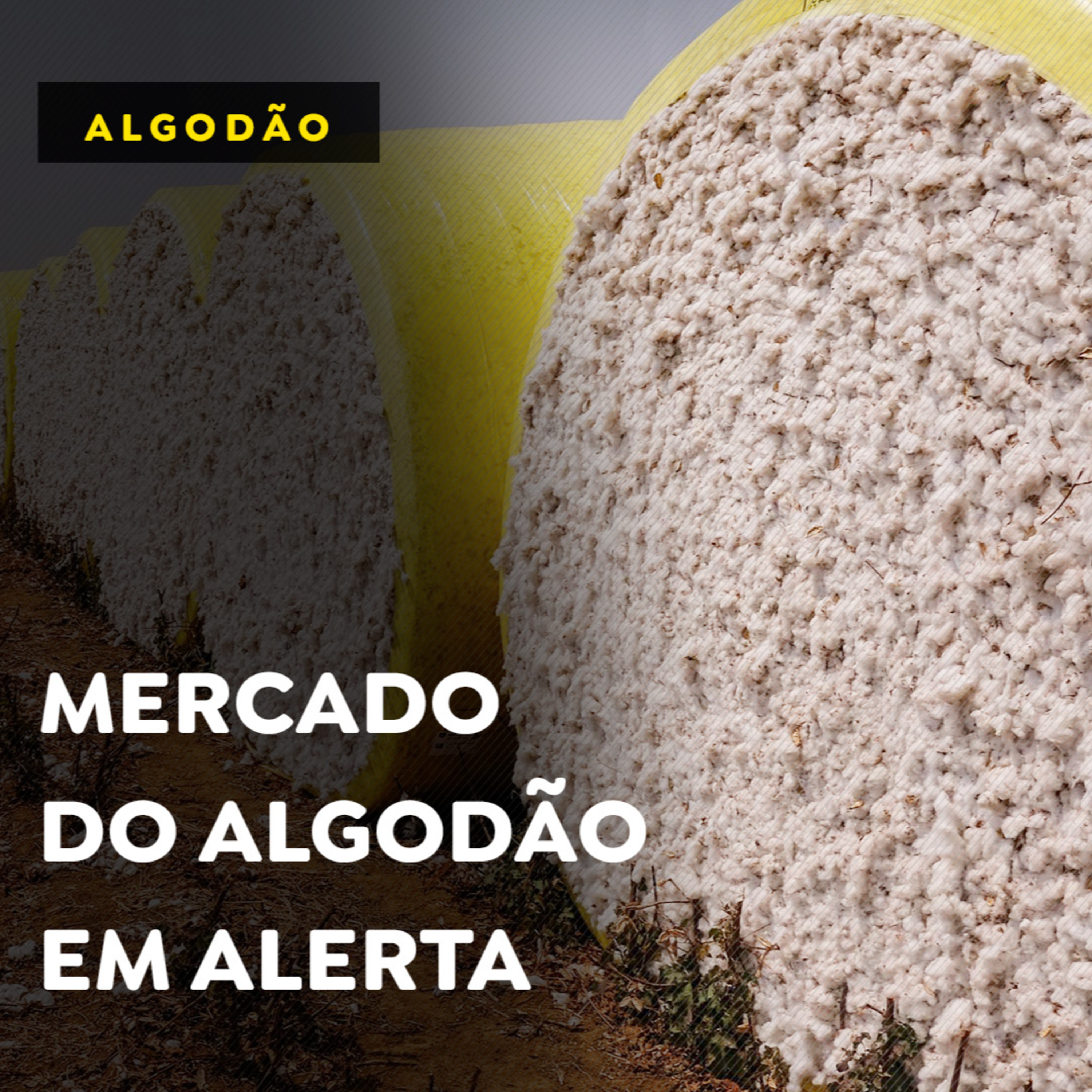 Preço do algodão deve continuar subindo episode artwork