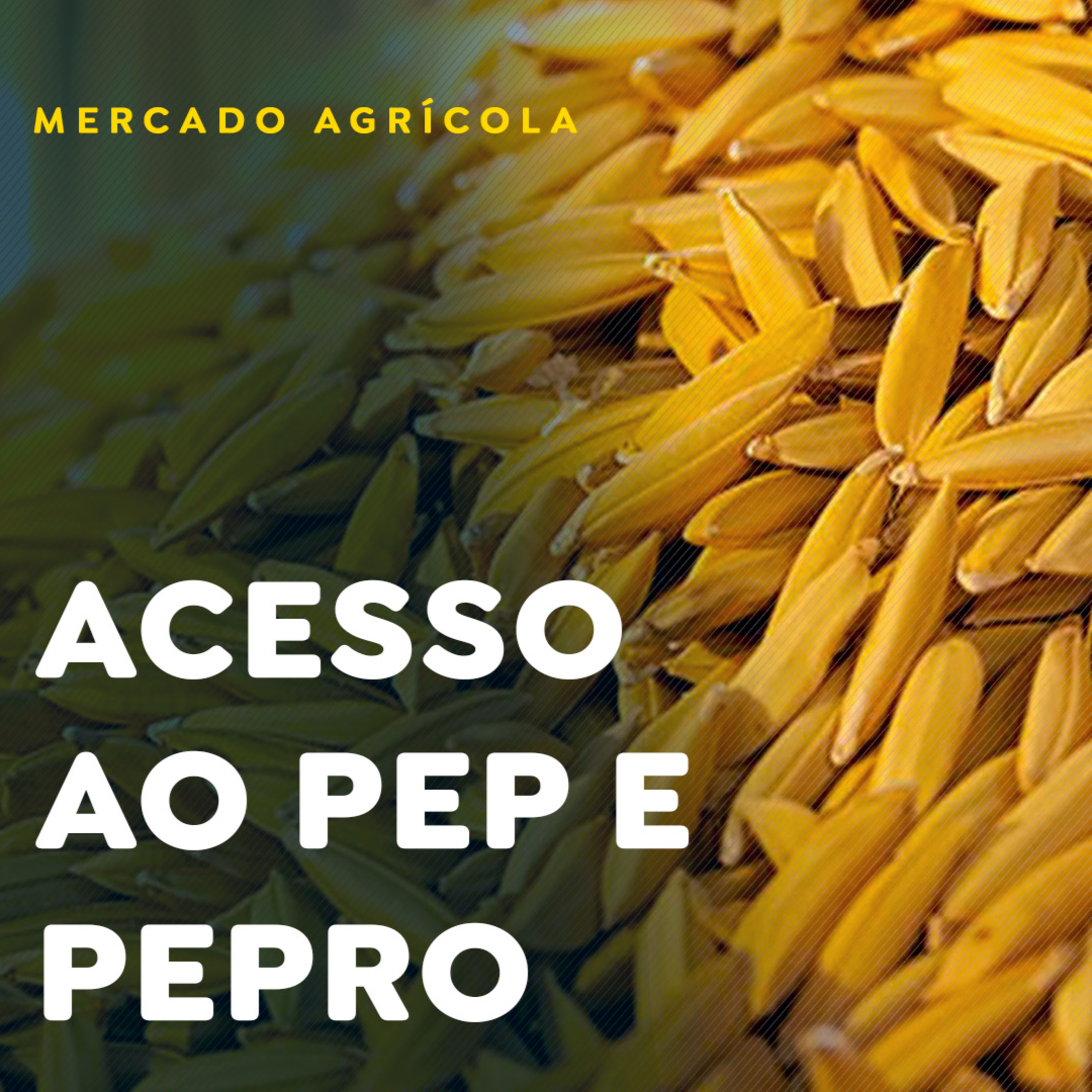 Federarroz orienta produtores sobre acesso ao PEP e Pepro e reforça importância das exportações episode artwork