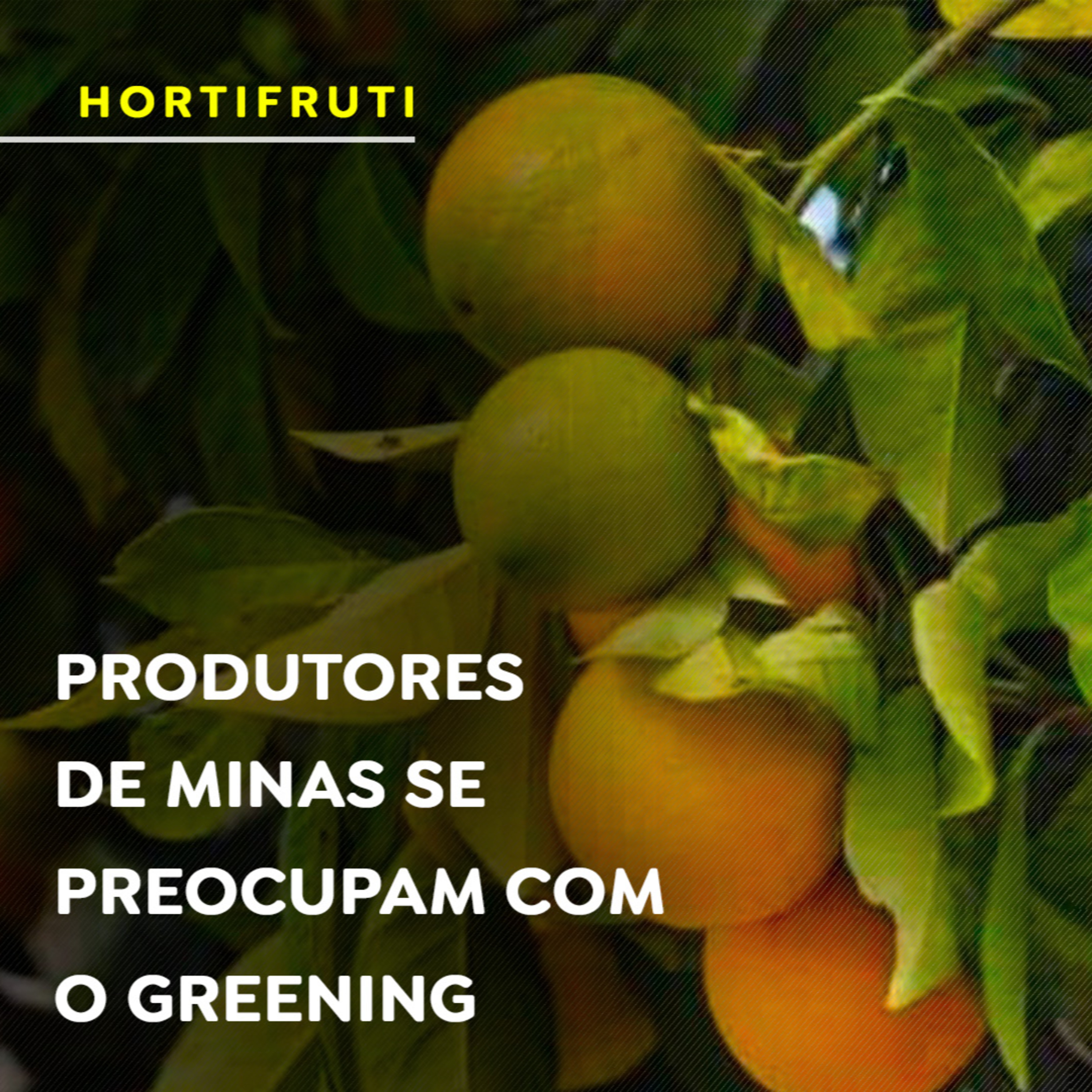 Produtores de Minas se preocupam com o greening, a doença da laranja episode artwork