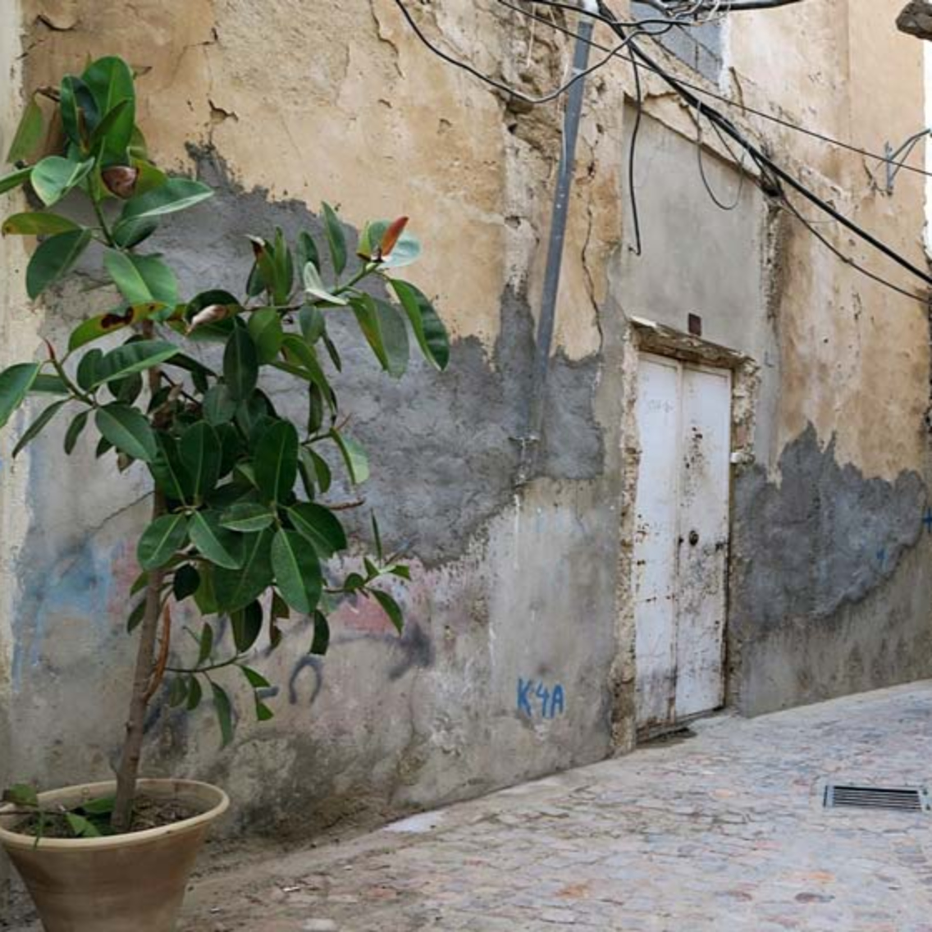 کاور جیجو