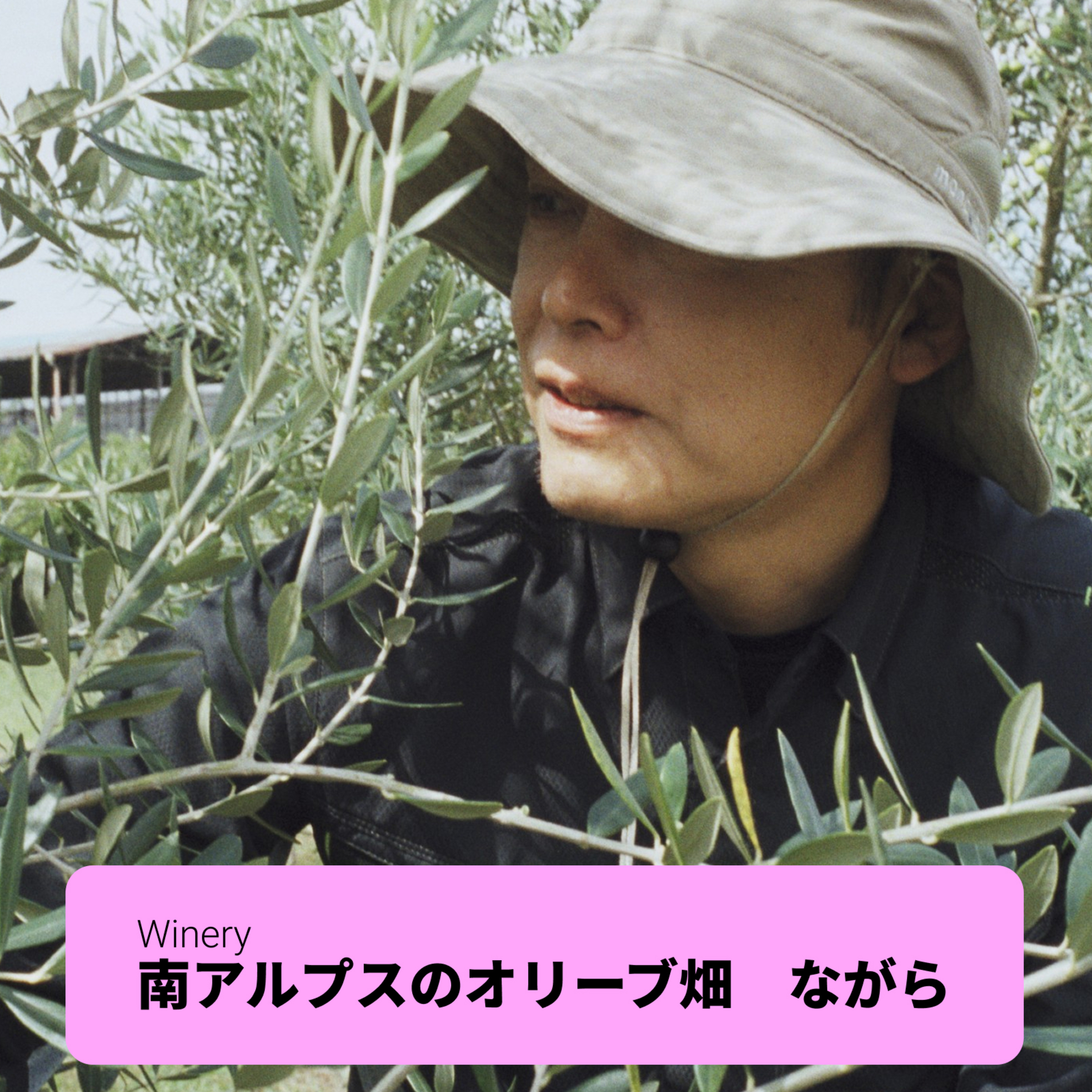 #6 【ワイン回】：小公子とオリーブの追求：湯浅純さん（南アルプスオリーブ畑　ながら）／山梨） episode artwork
