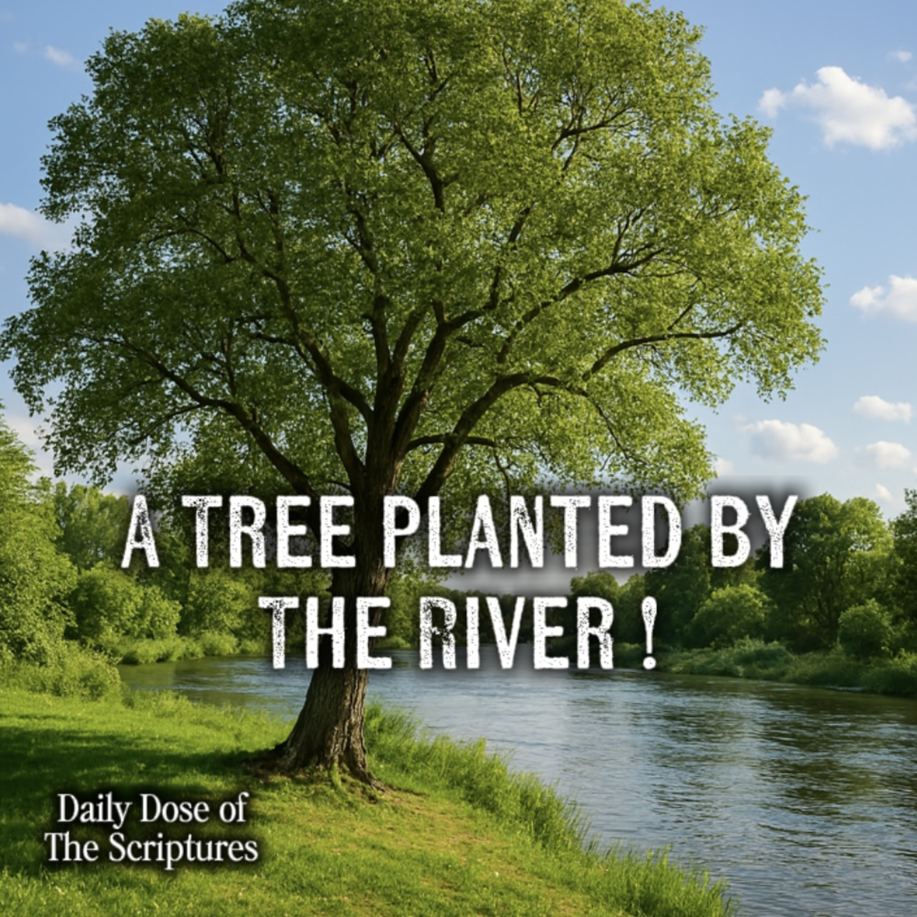 Daily Dose of the Scriptures