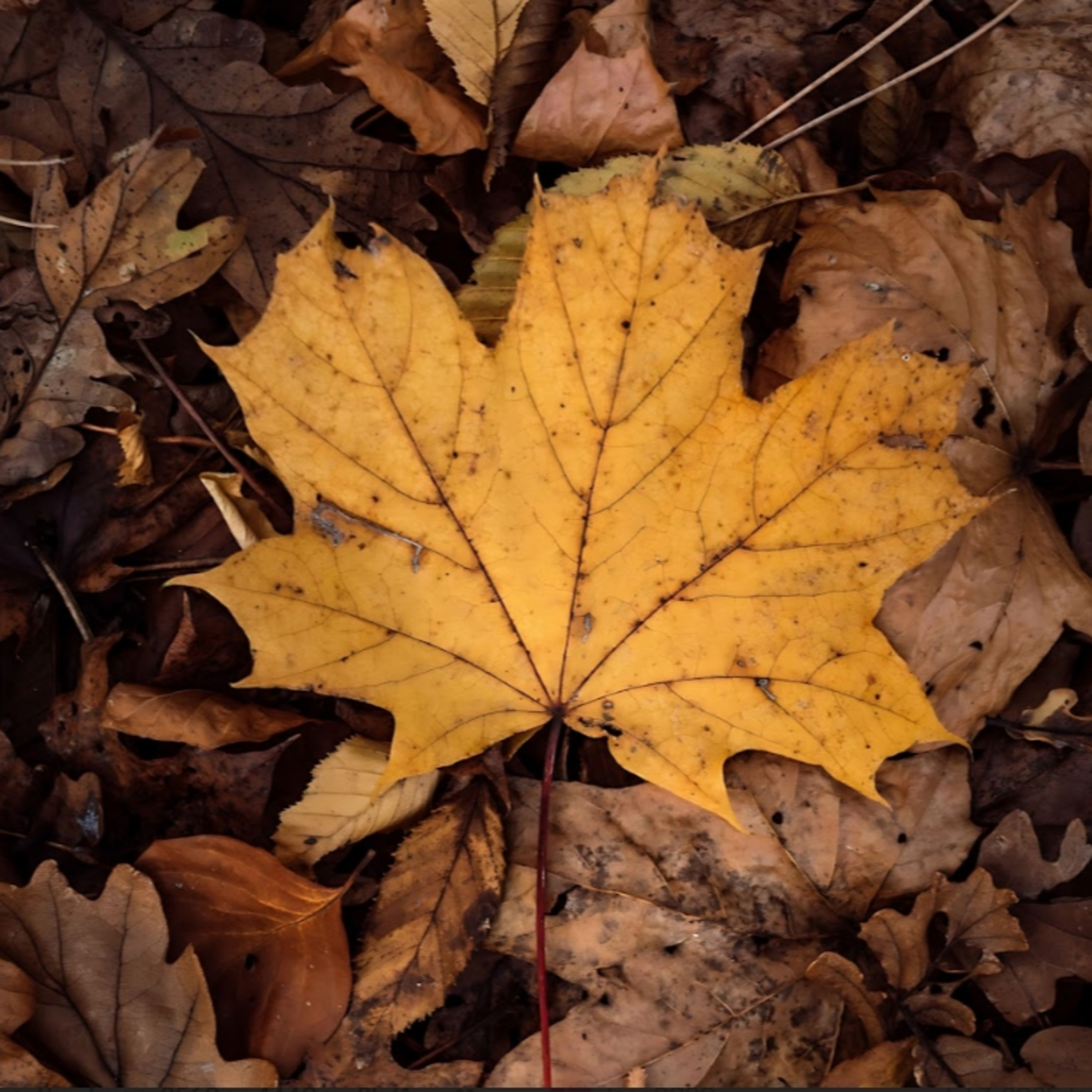 Chuyến Tàu Kể Chuyện | Ảnh Buồn Tâm Trạng