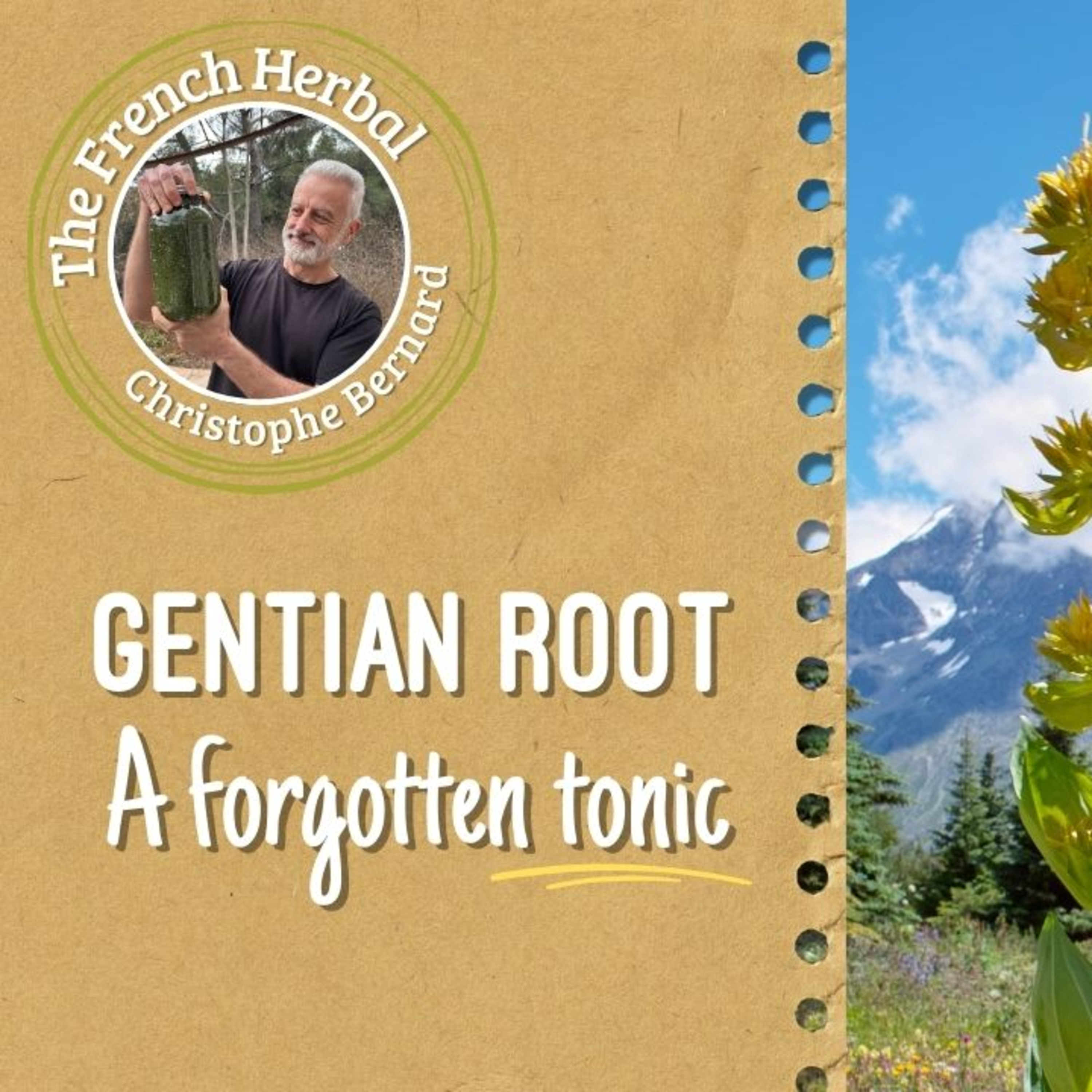 Gentian Root : A Forgotten Herbal Tonic for Digestion & Vitality episode artwork