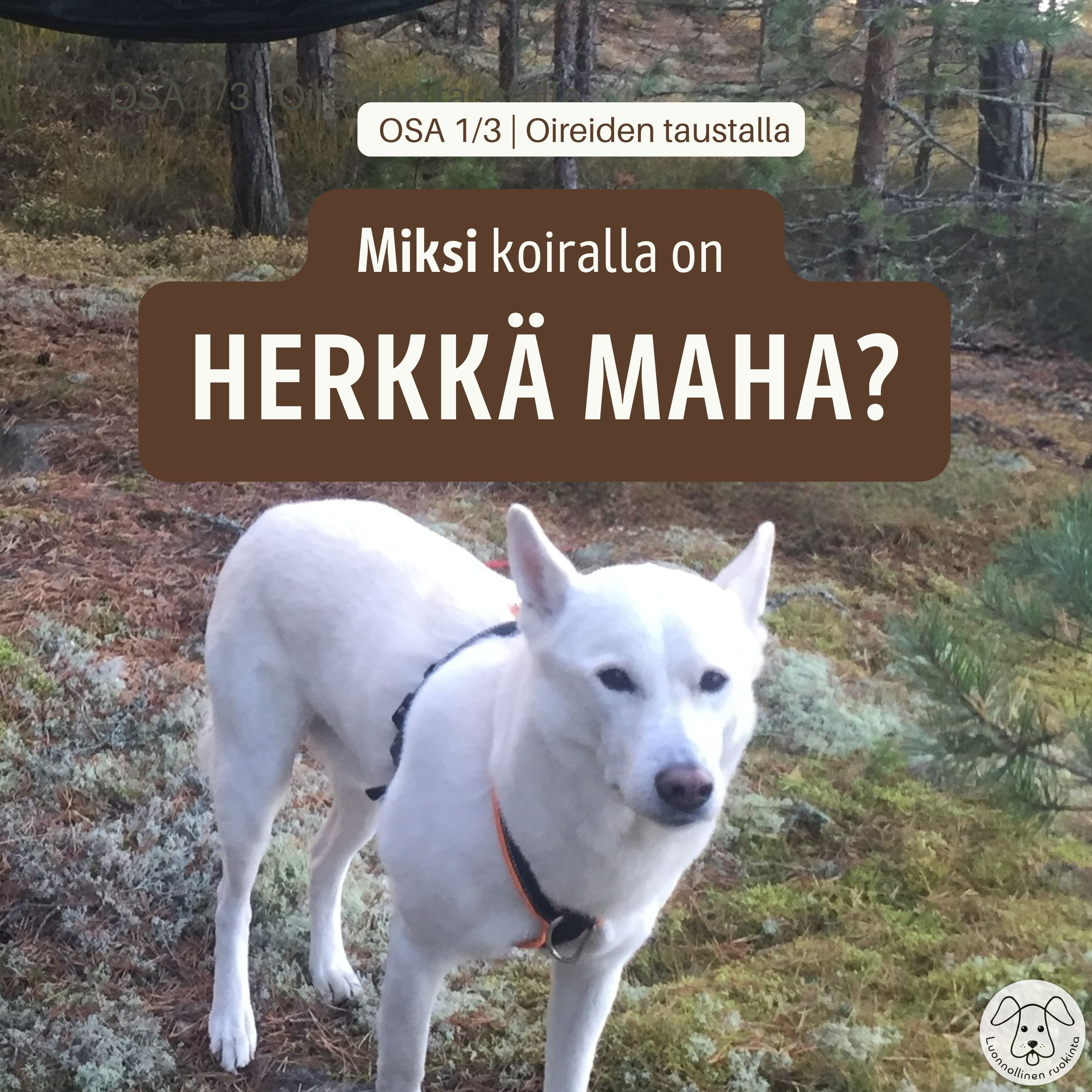 Herkkävatsainen koira – miksi maha menee helposti sekaisin | Osa 1/3 episode artwork
