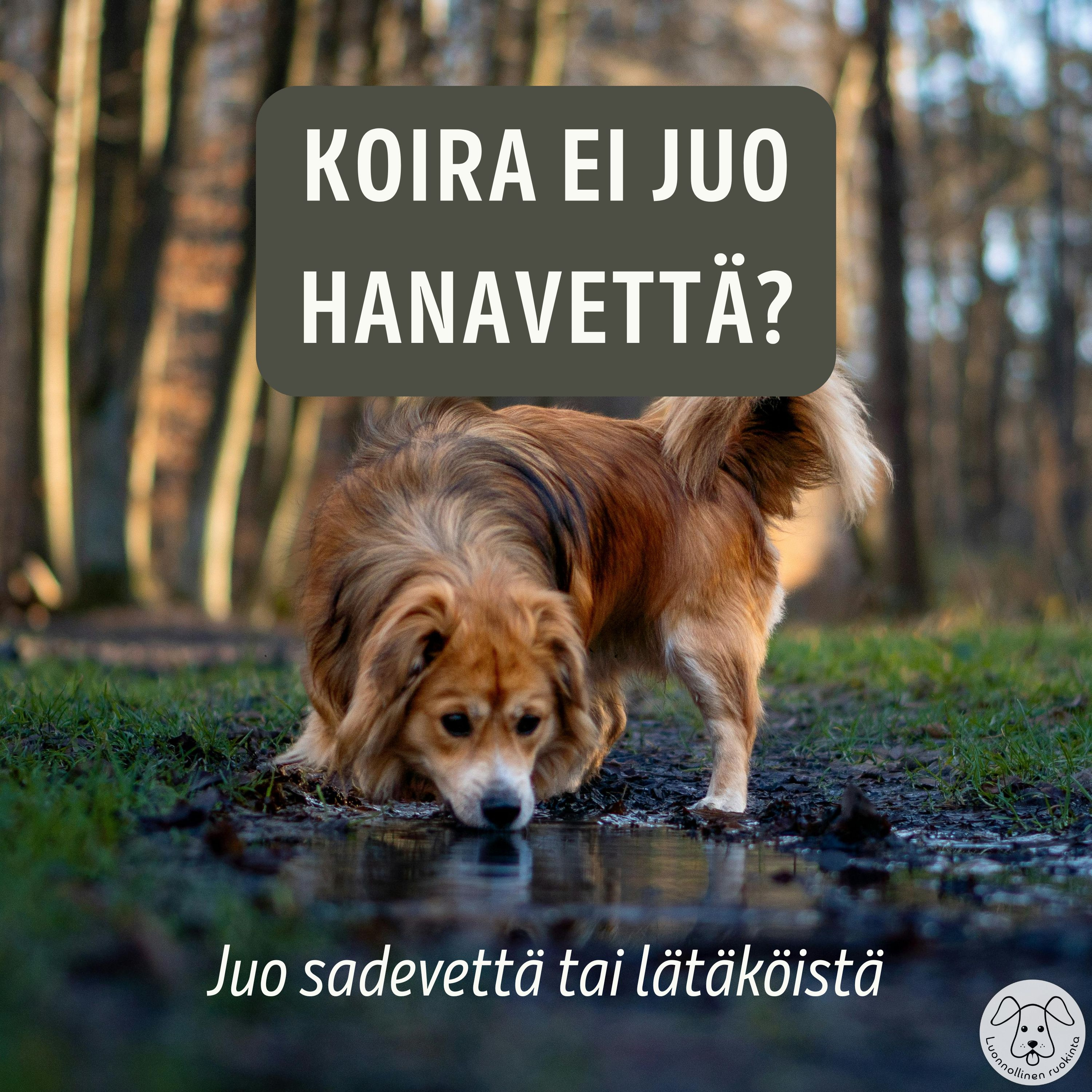  Koira ja vesi – hanavesi, sadevesi vai lätäkkö episode artwork