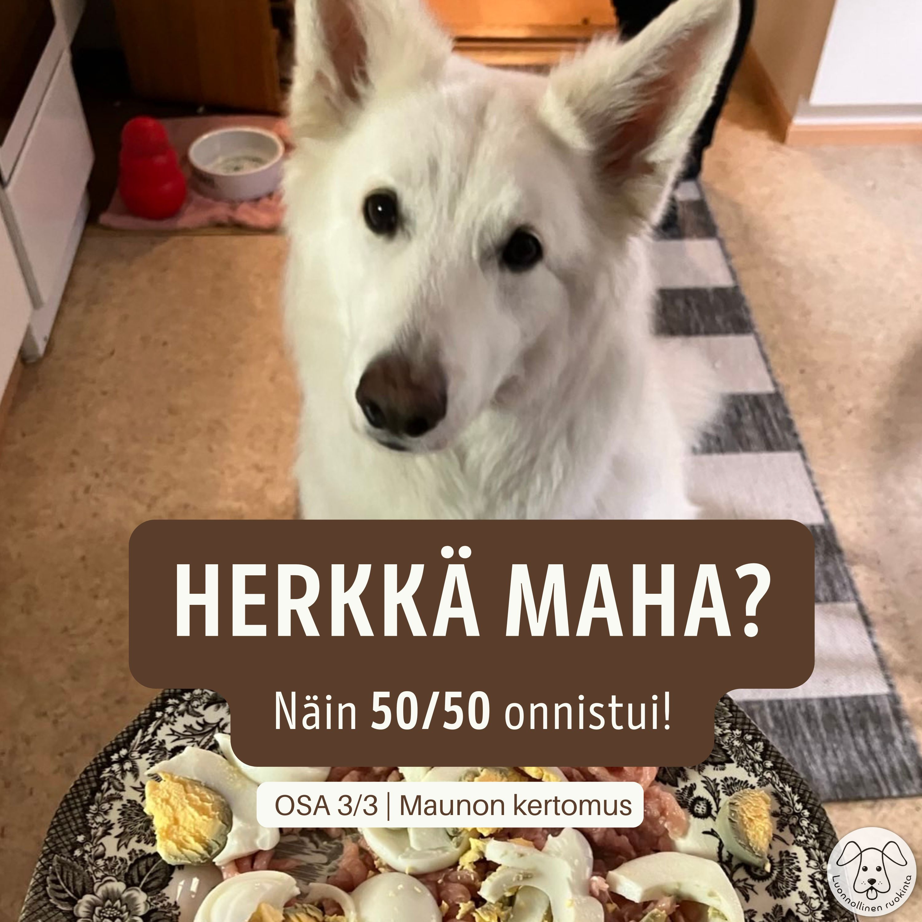 🎧 Näin 50/50-ruokinta aloitettiin Maunolle – Herkkävatsainen koira | Osa 3/3 | Podcast episode artwork