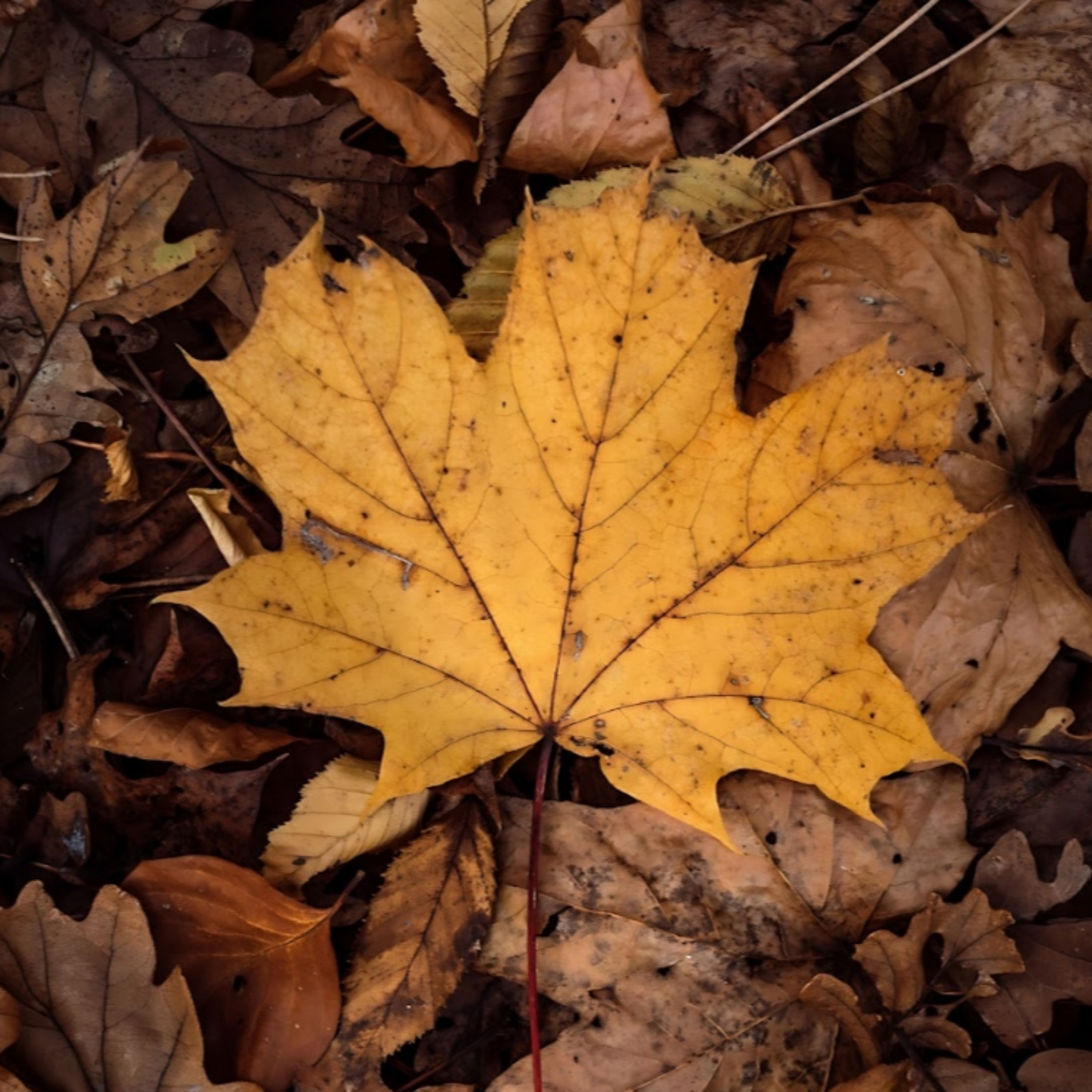 Ảnh Buồn Tâm Trạng