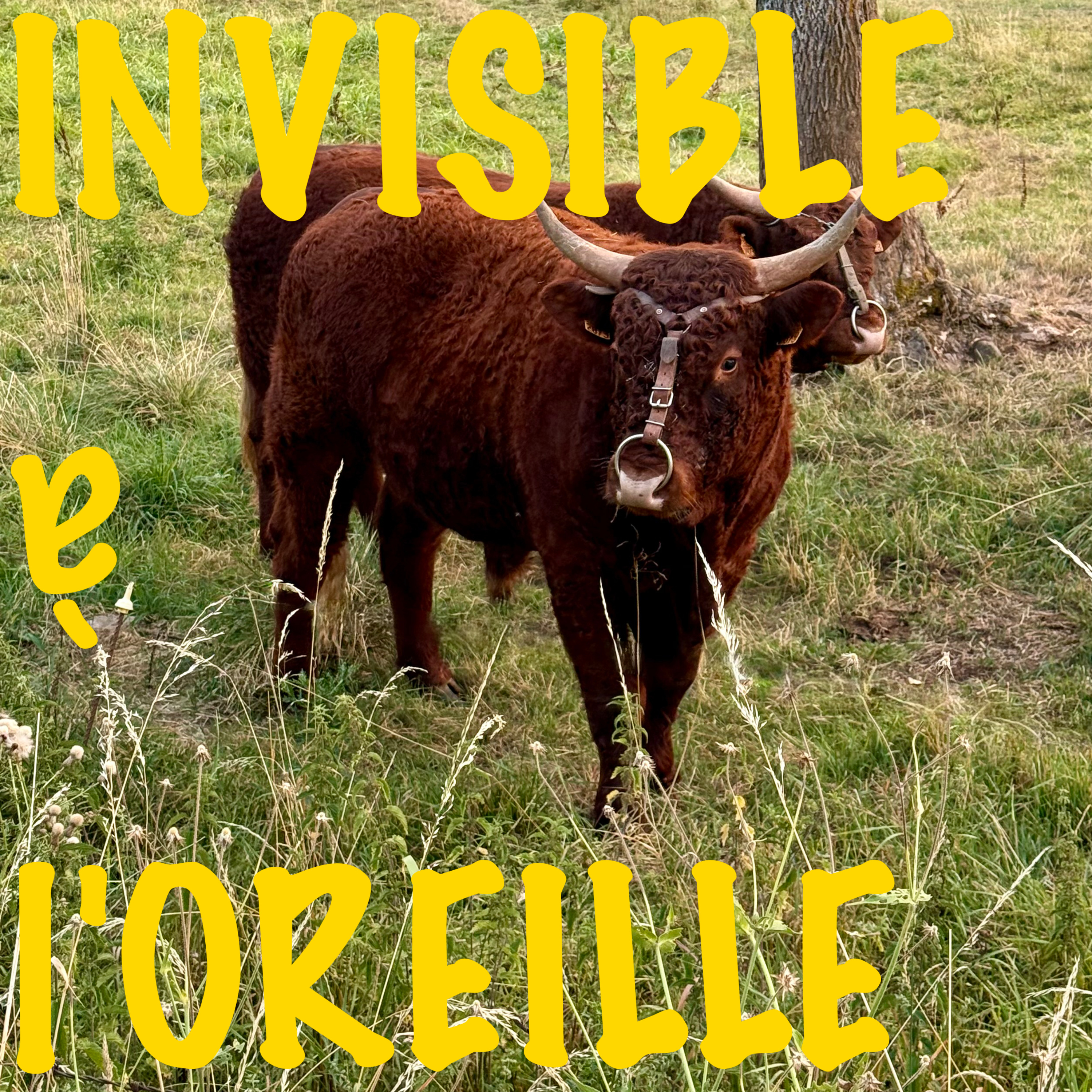 Fouilloux - Seyllade - Cantal - Aout 2025 episode artwork