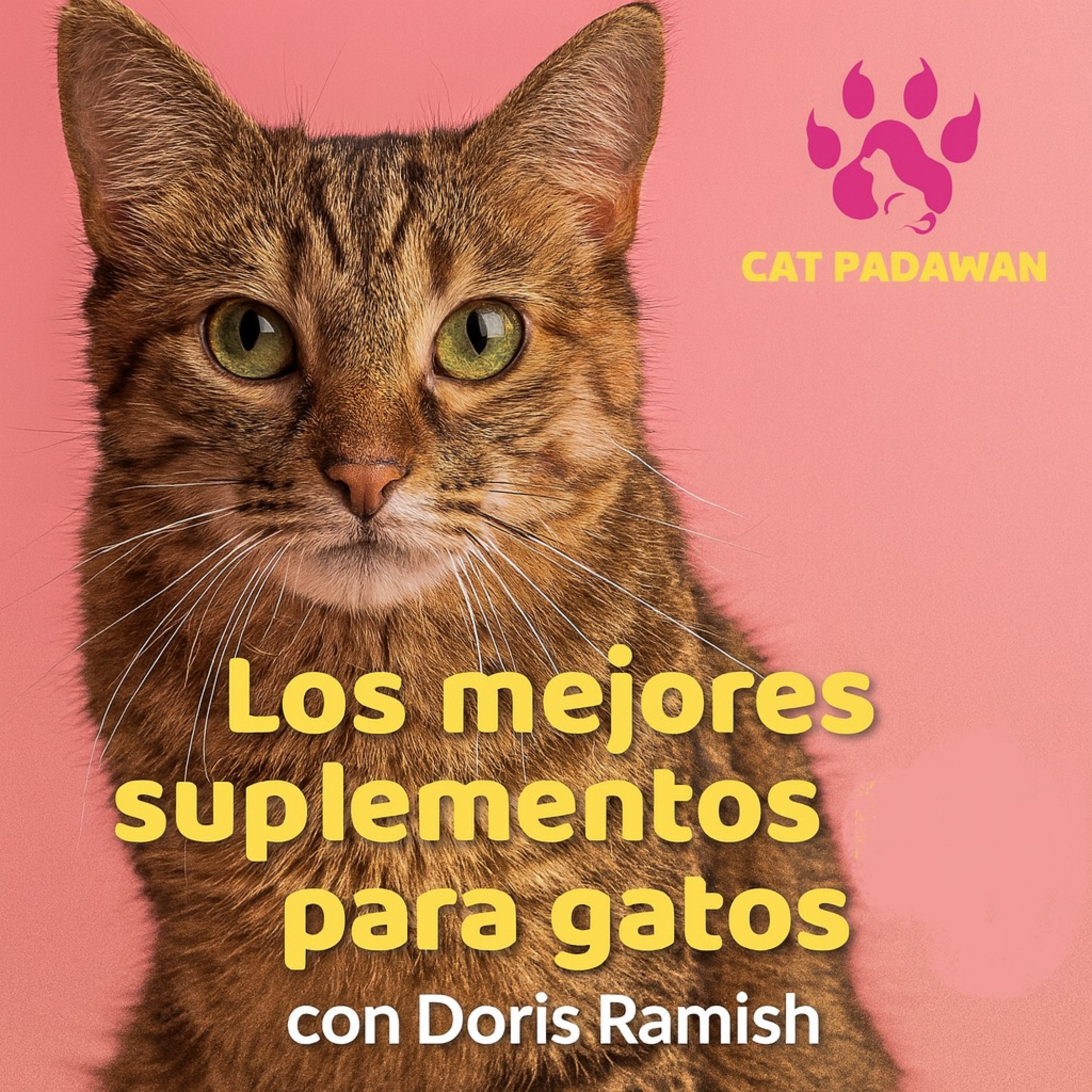 CatPadawan, donde conectamos con los gatos