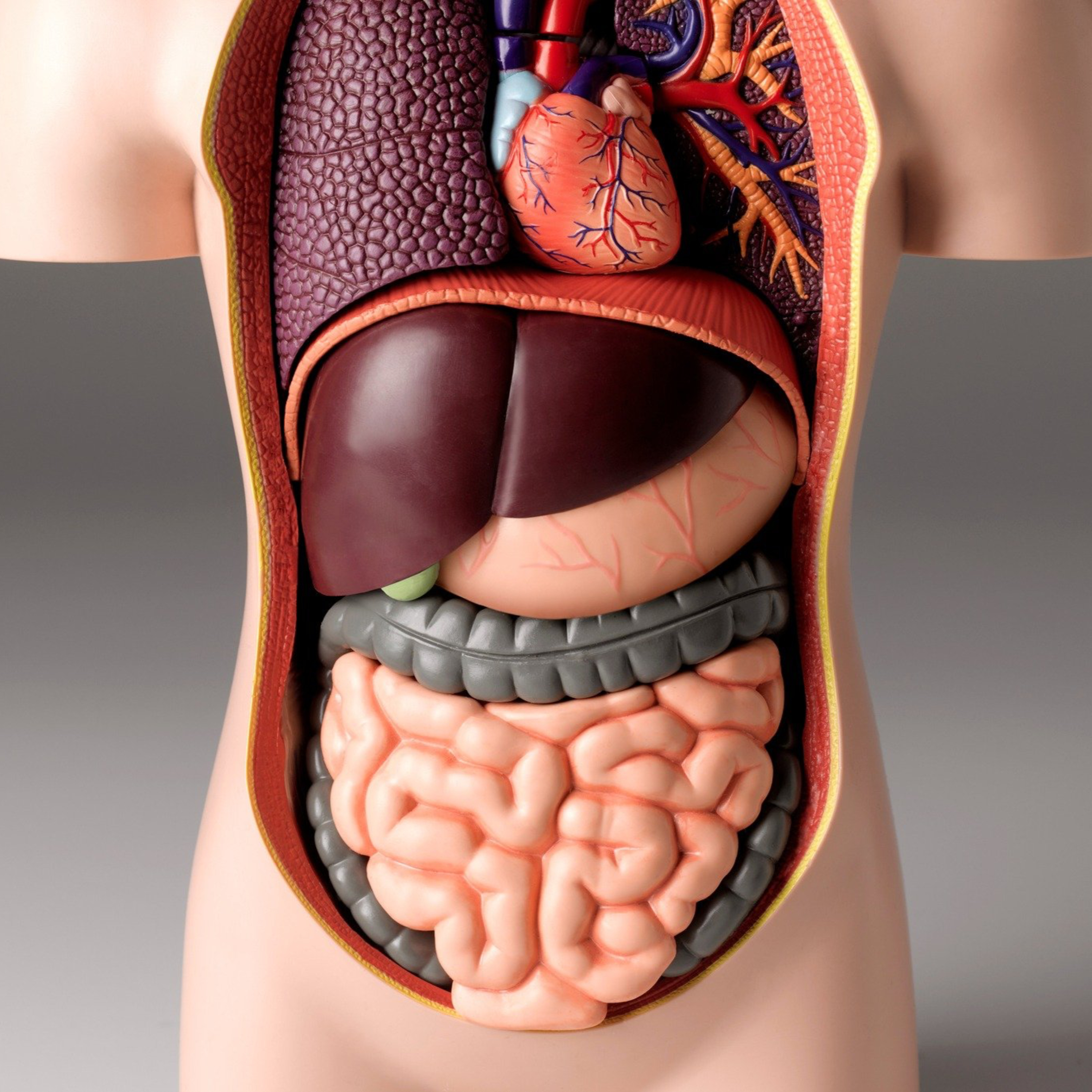 L'anatomie humaine episode artwork