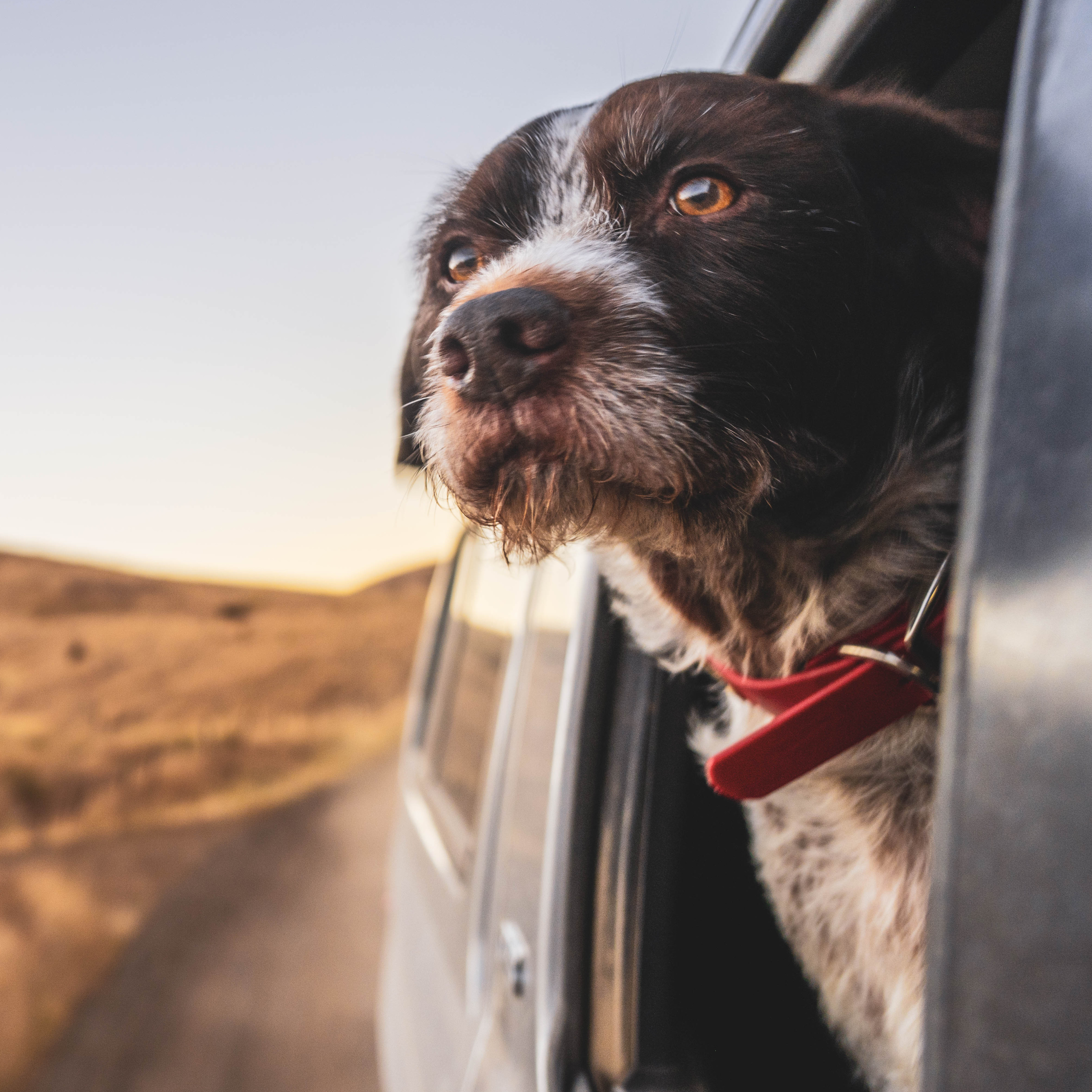 CBD for Sporting Dogs with Dr. Joe Wakshlag