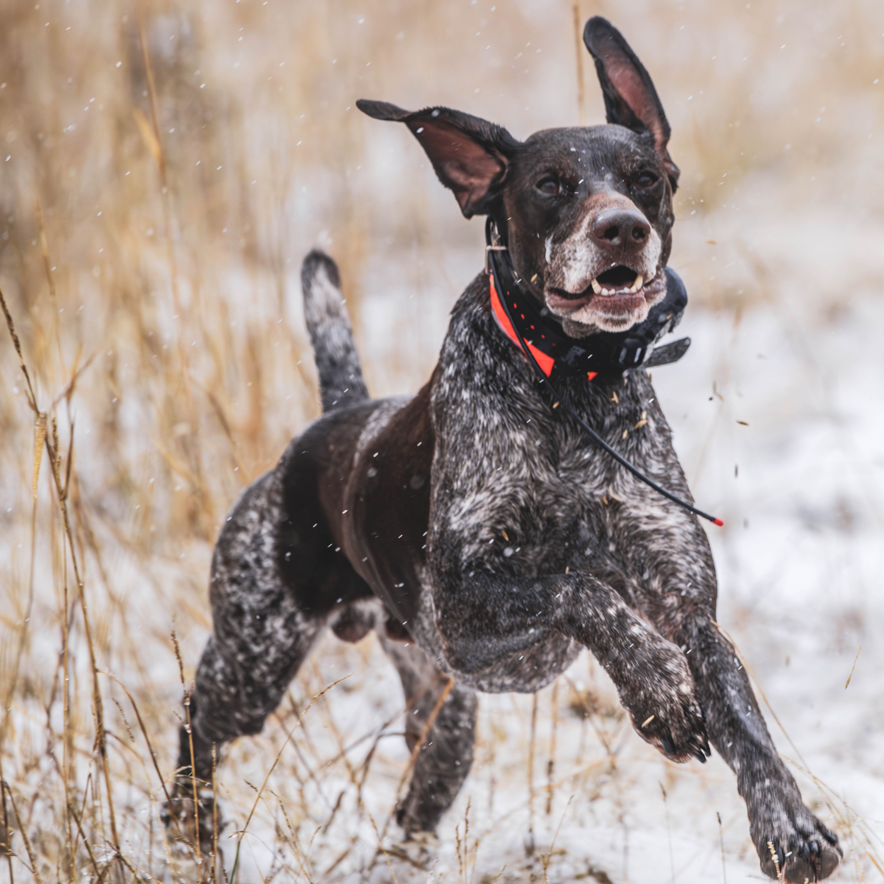 Delay the Spay? The Unintended Consequences of Early Sterilization with Dr. Michelle Kutzler