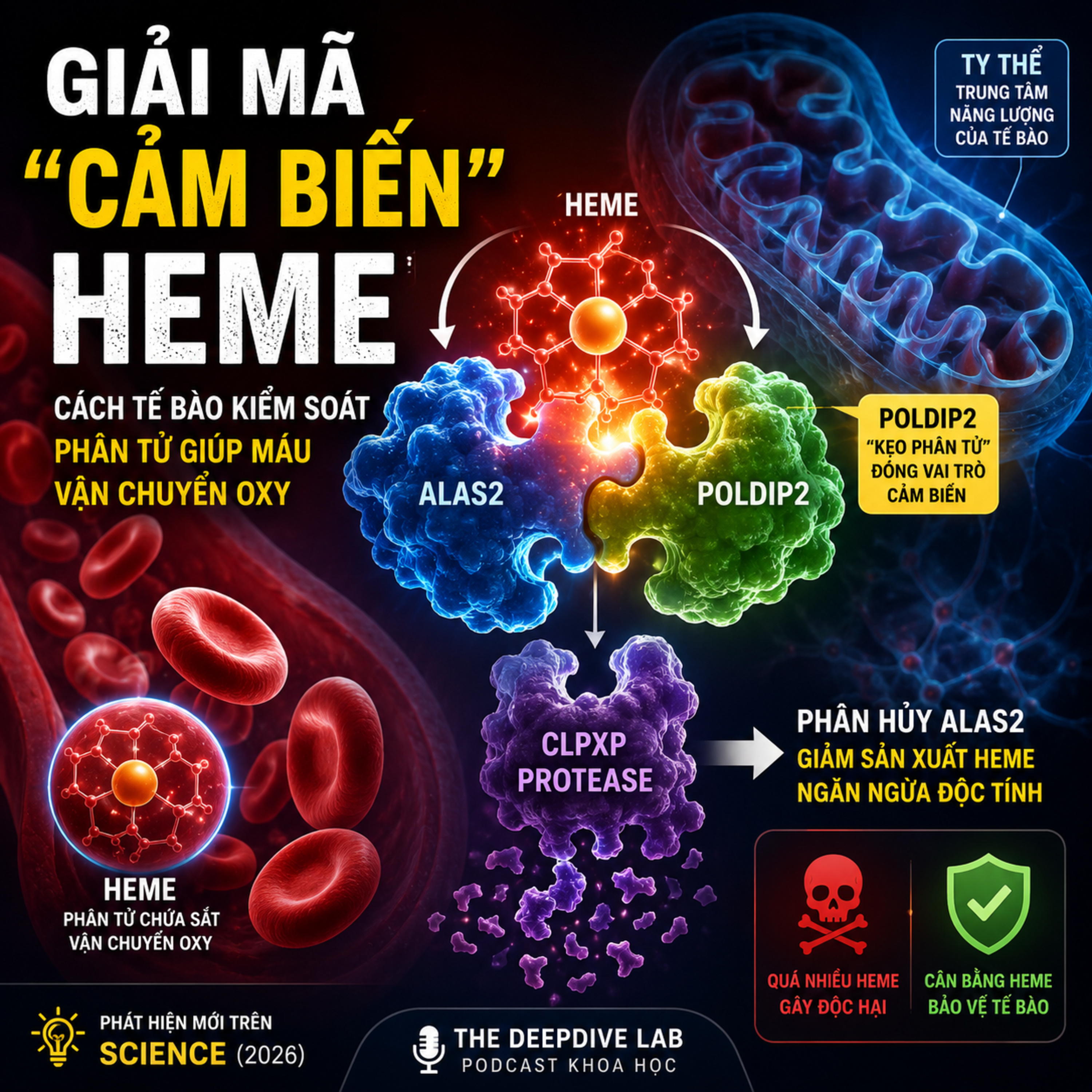 Giải Mã “Cảm Biến” Heme: Cách Tế Bào Kiểm Soát Phân Tử Giúp Máu Vận Chuyển Oxy episode artwork