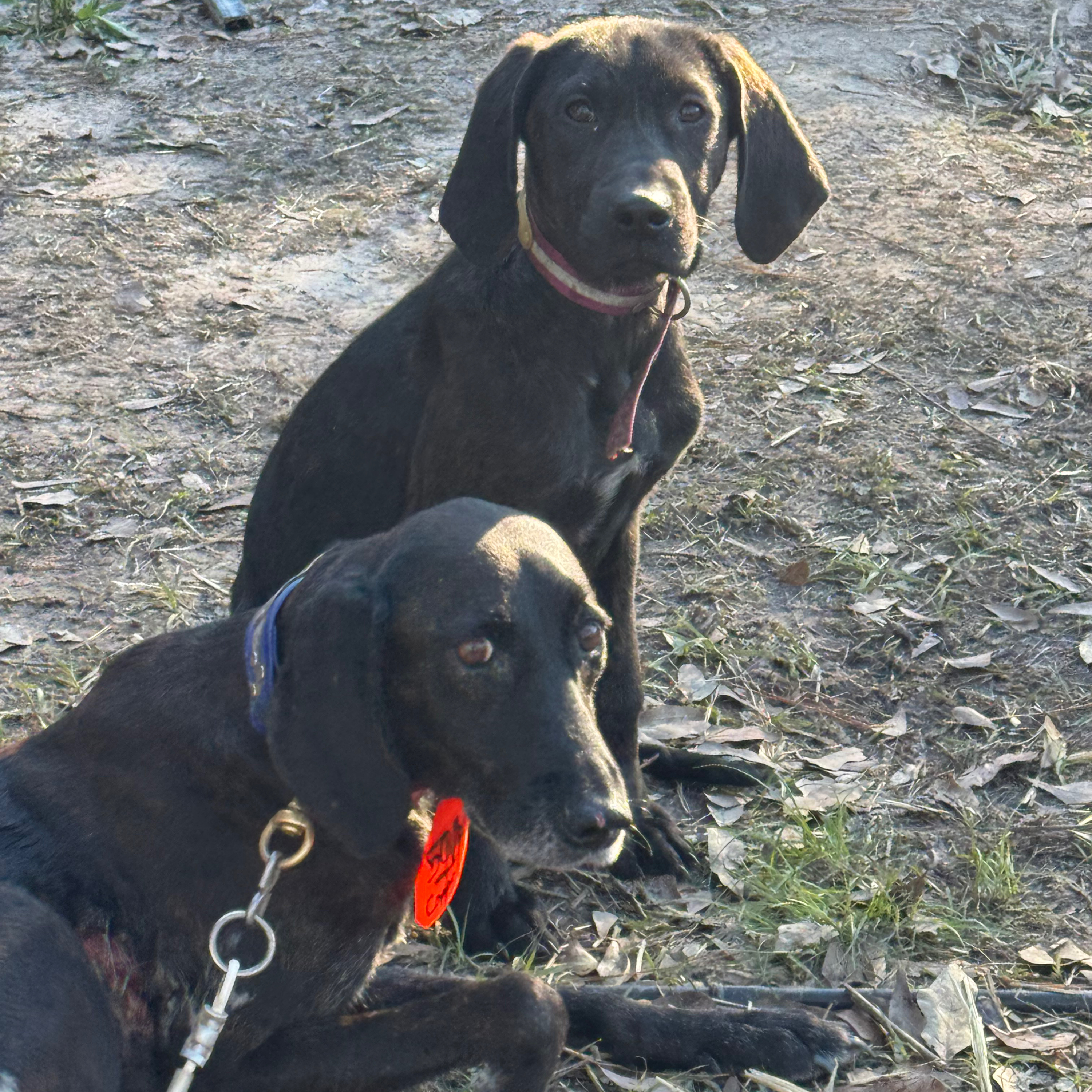 “Bayou Wisdom: Mike Cauley & the BayouCajun Plott Legacy PART 1