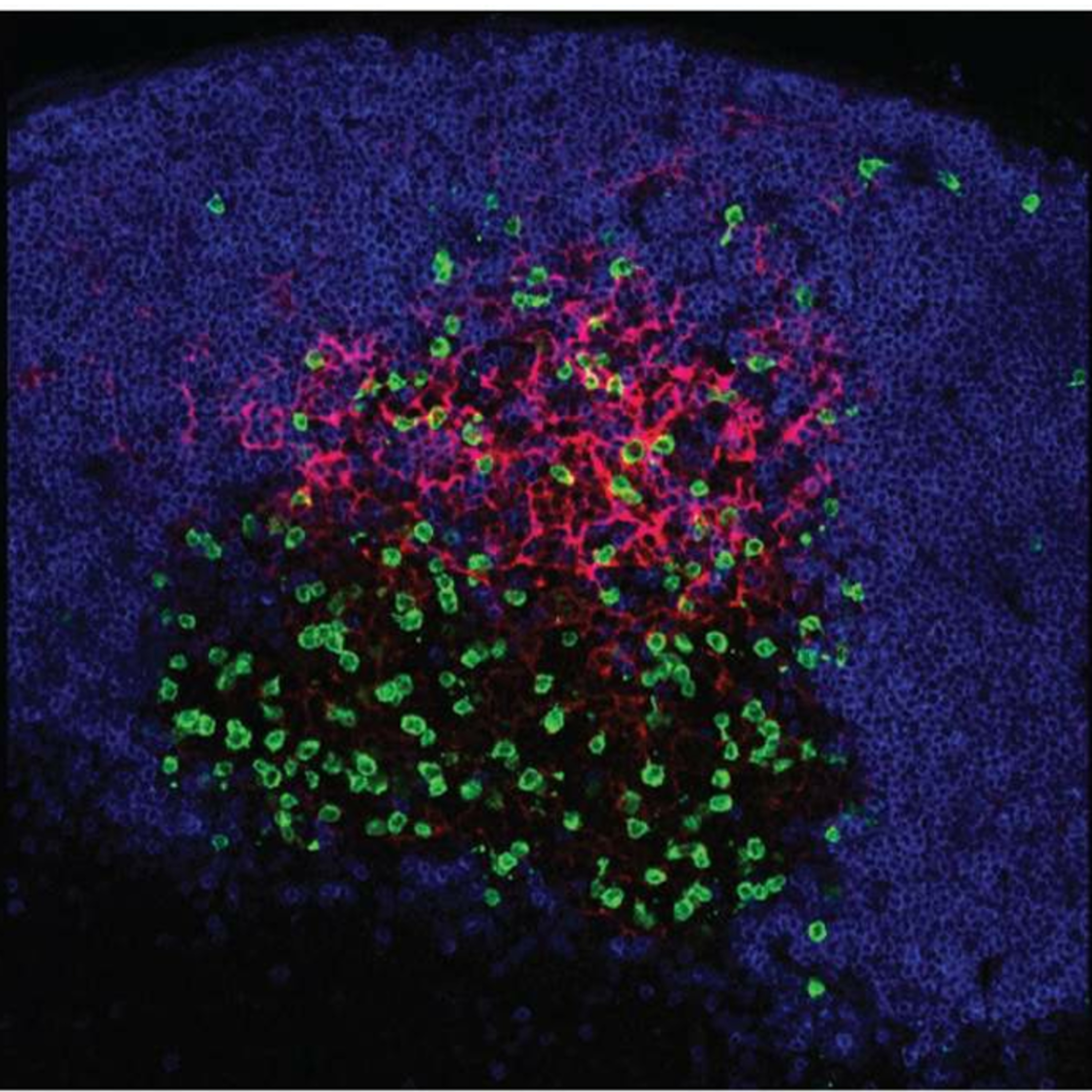 B-Cell Activation, Differentiation, and Memory Generation( immunology part 11)