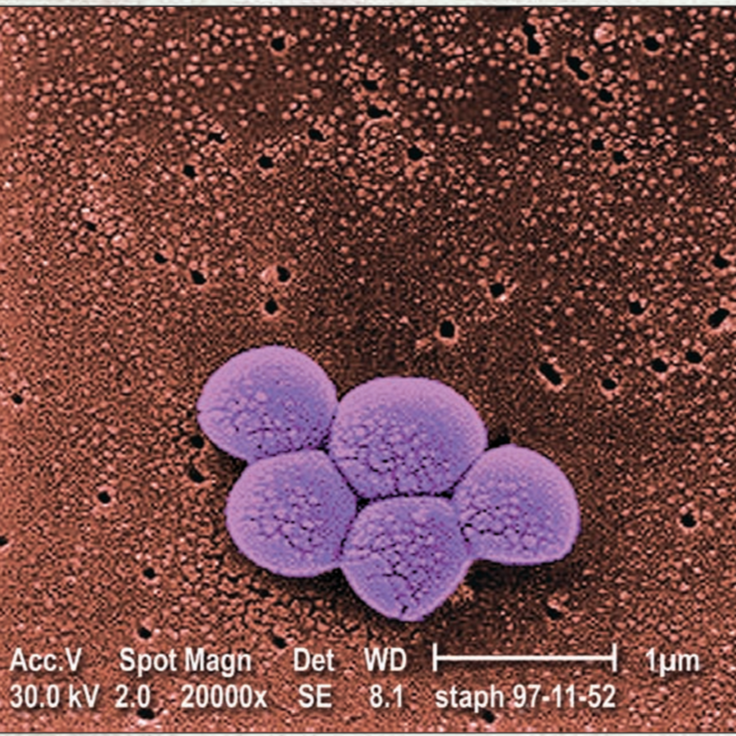 The Mechanism of Transcription in Bacteria (CMB part 4 )