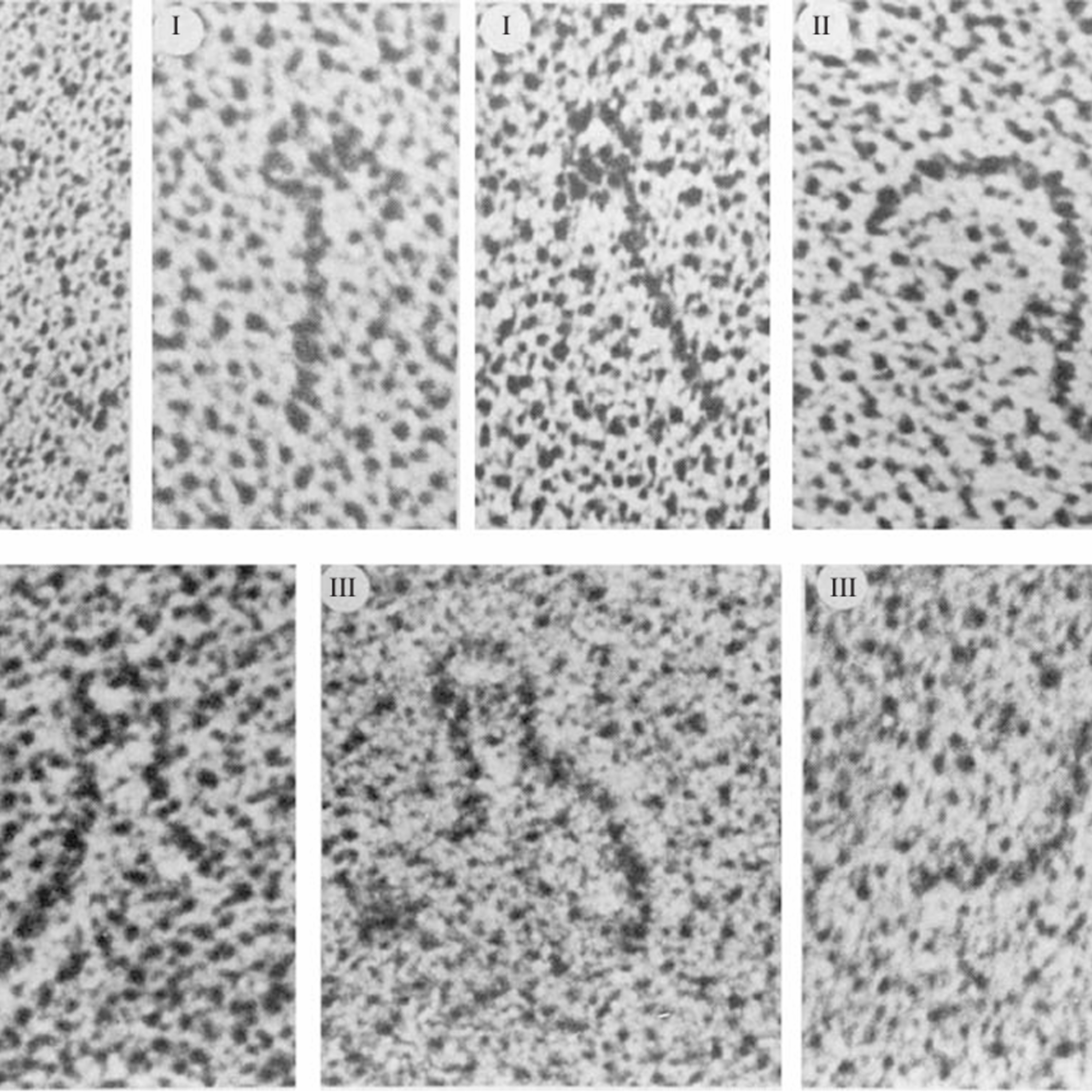 DNA–Protein Interactions in Bacteria(CMB part 7)