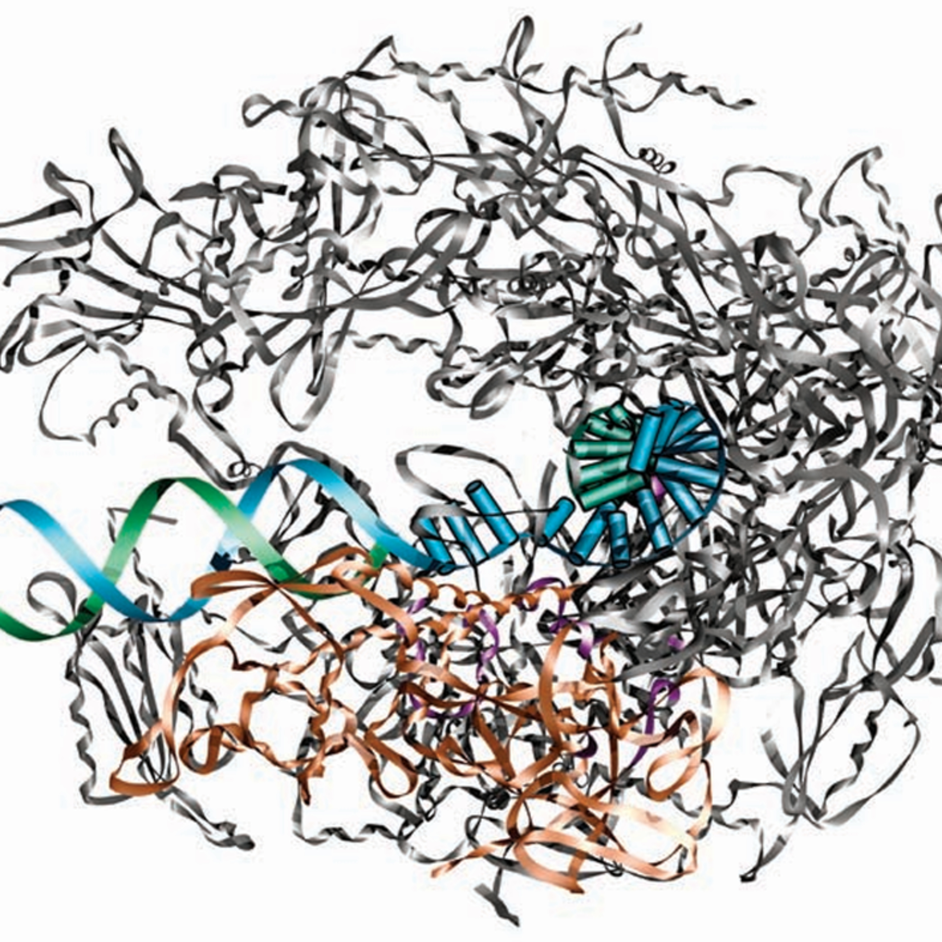 Eukaryotic RNA Polymerases and Their Promoters (CMB part 8)