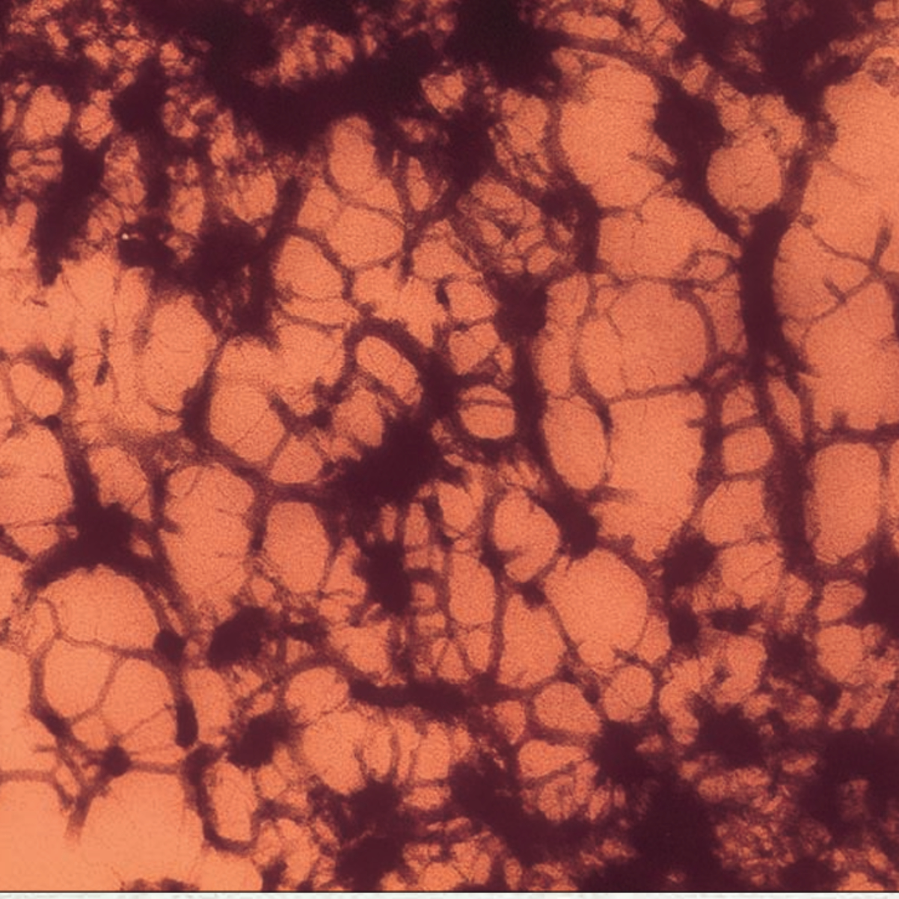 Cellular and Molecular Biology for Research