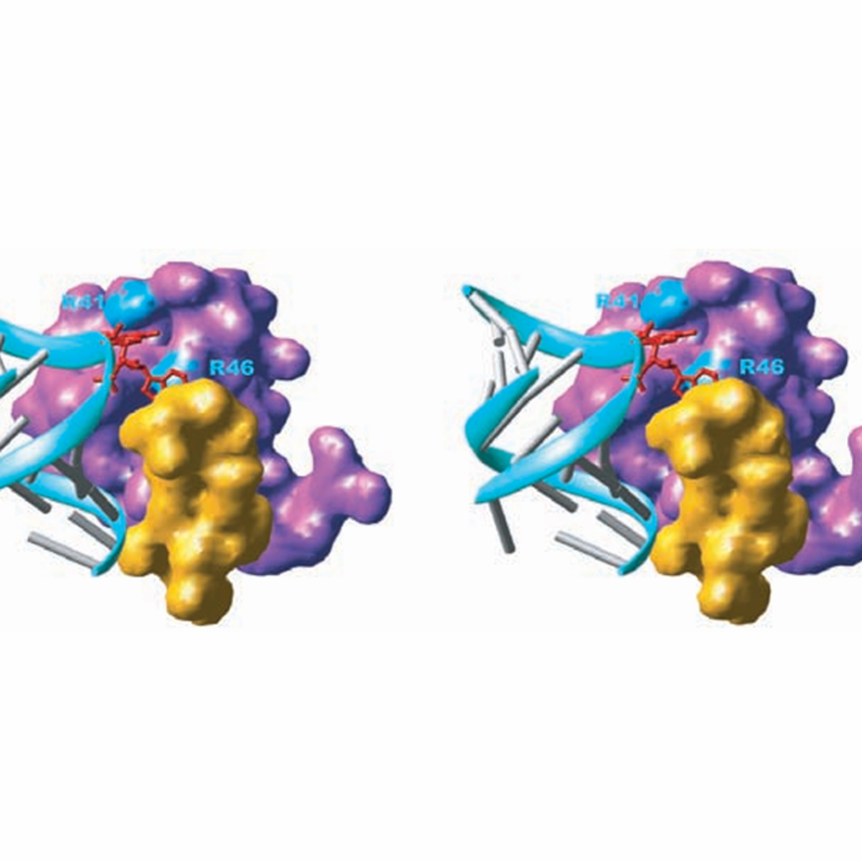 Ribosomes and Transfer RNA (CMB part 17)