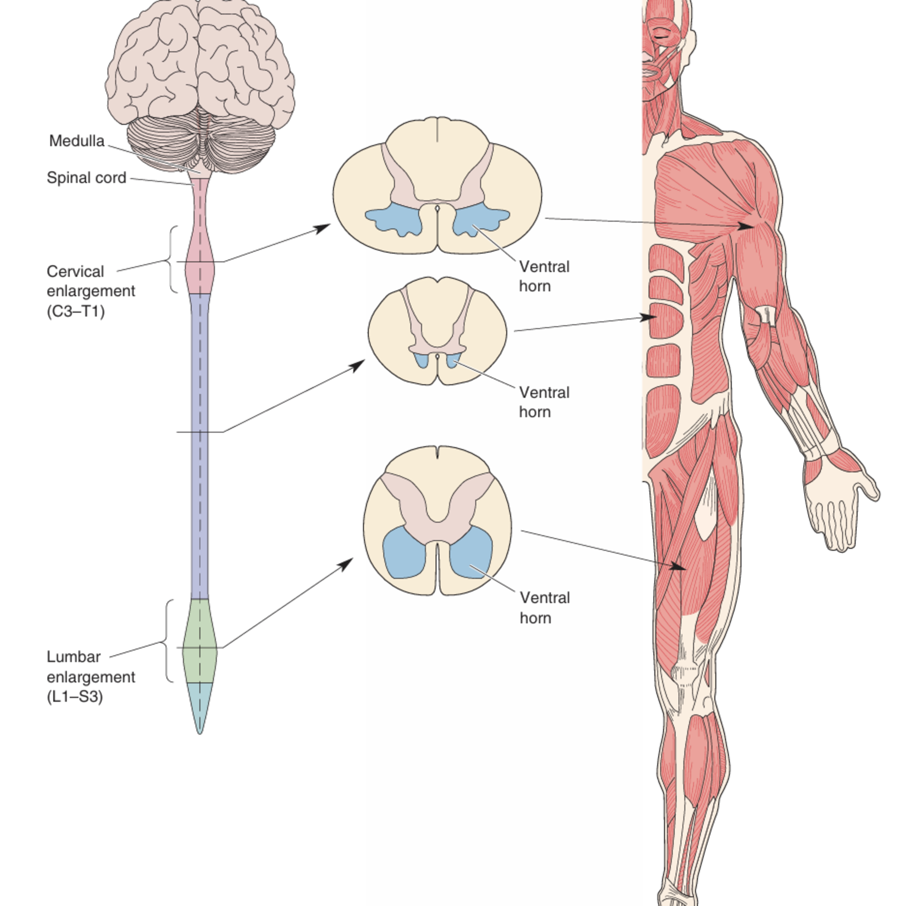 The Machinery of Motion — Inside the Motor System