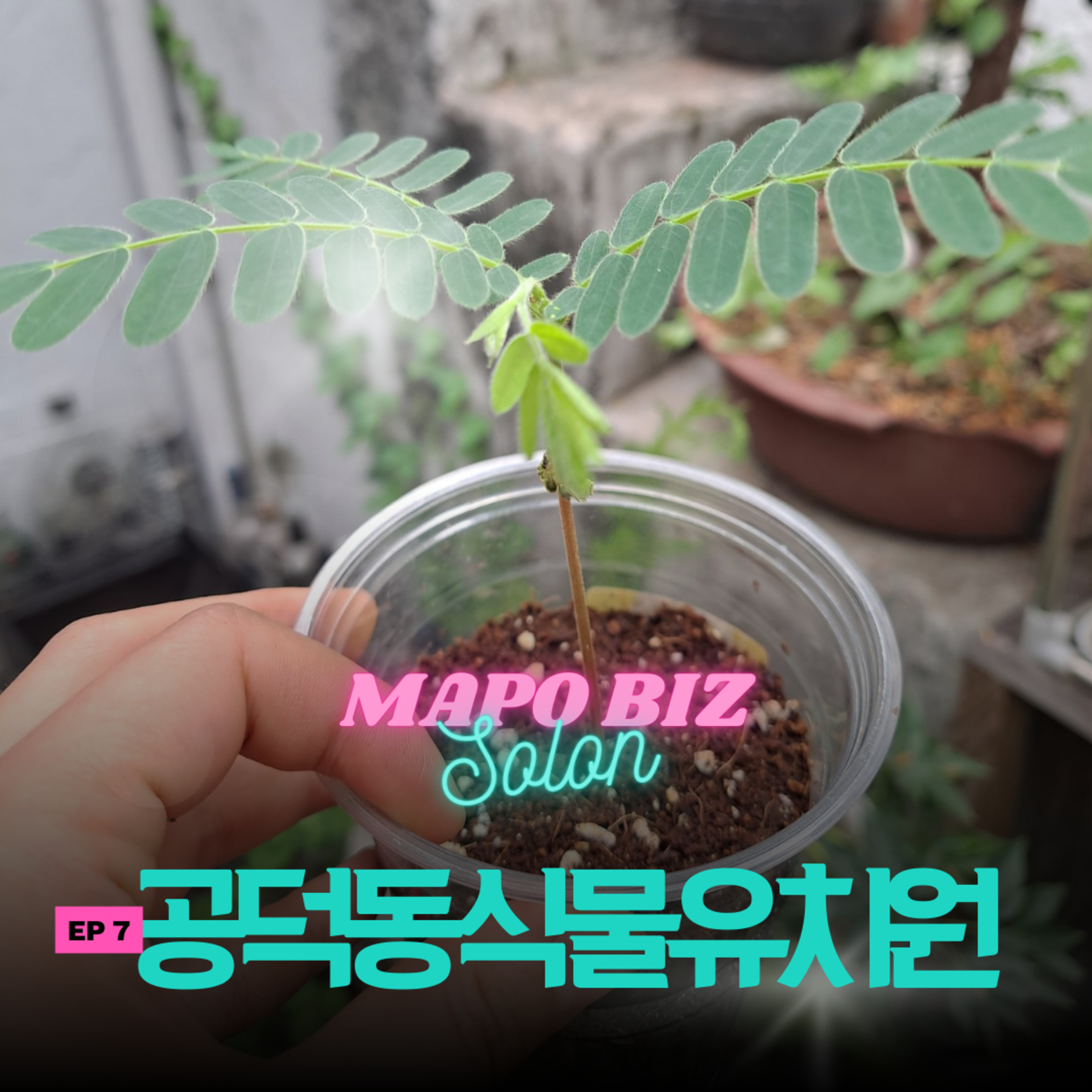 7화. 버려진 식물 줍는 게 사업이라고요? 유기 식물을 구조하는 곳 / 공덕동 '공덕동식물유치원' episode artwork