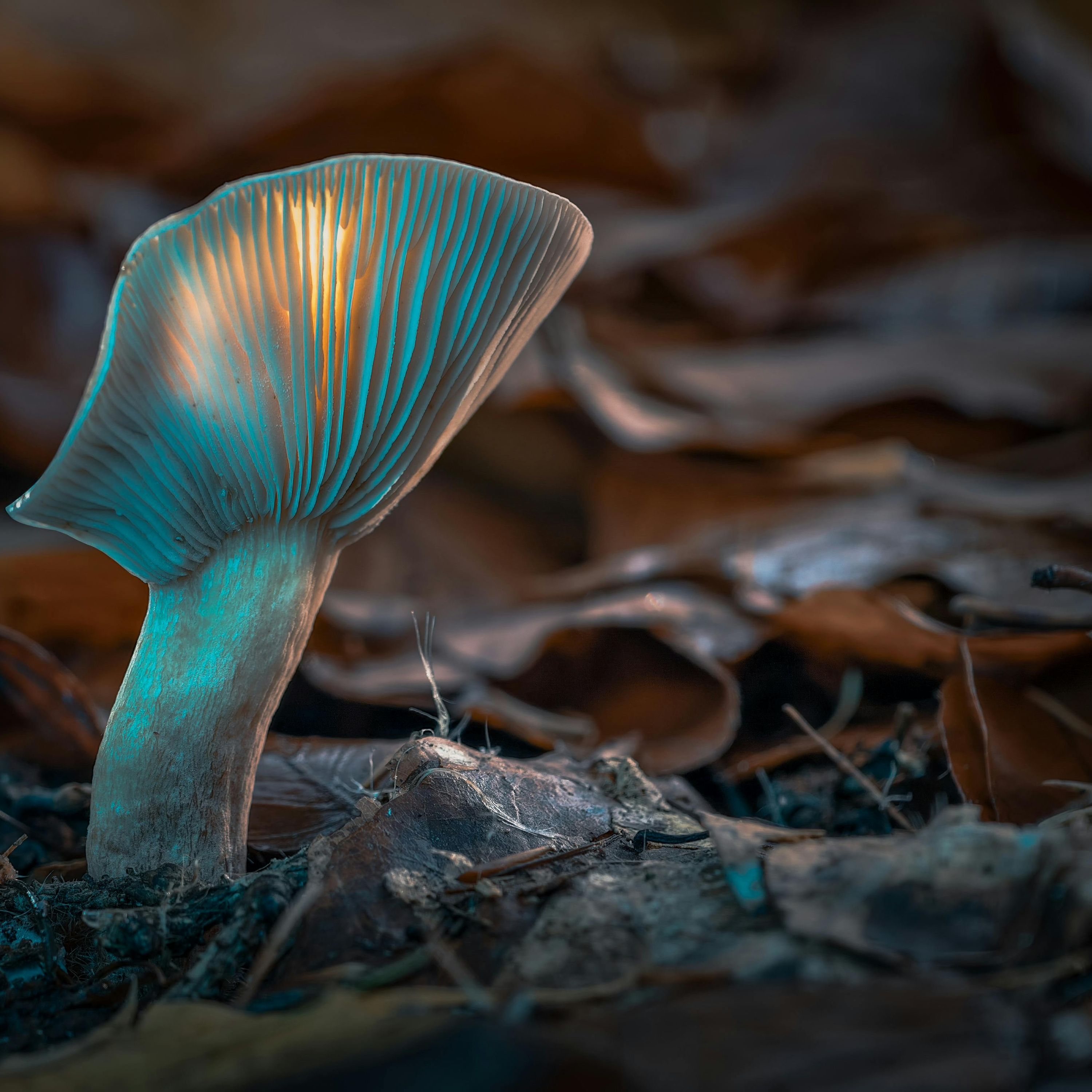 Wild Wisdom | The Pathway of Wonder and Awe