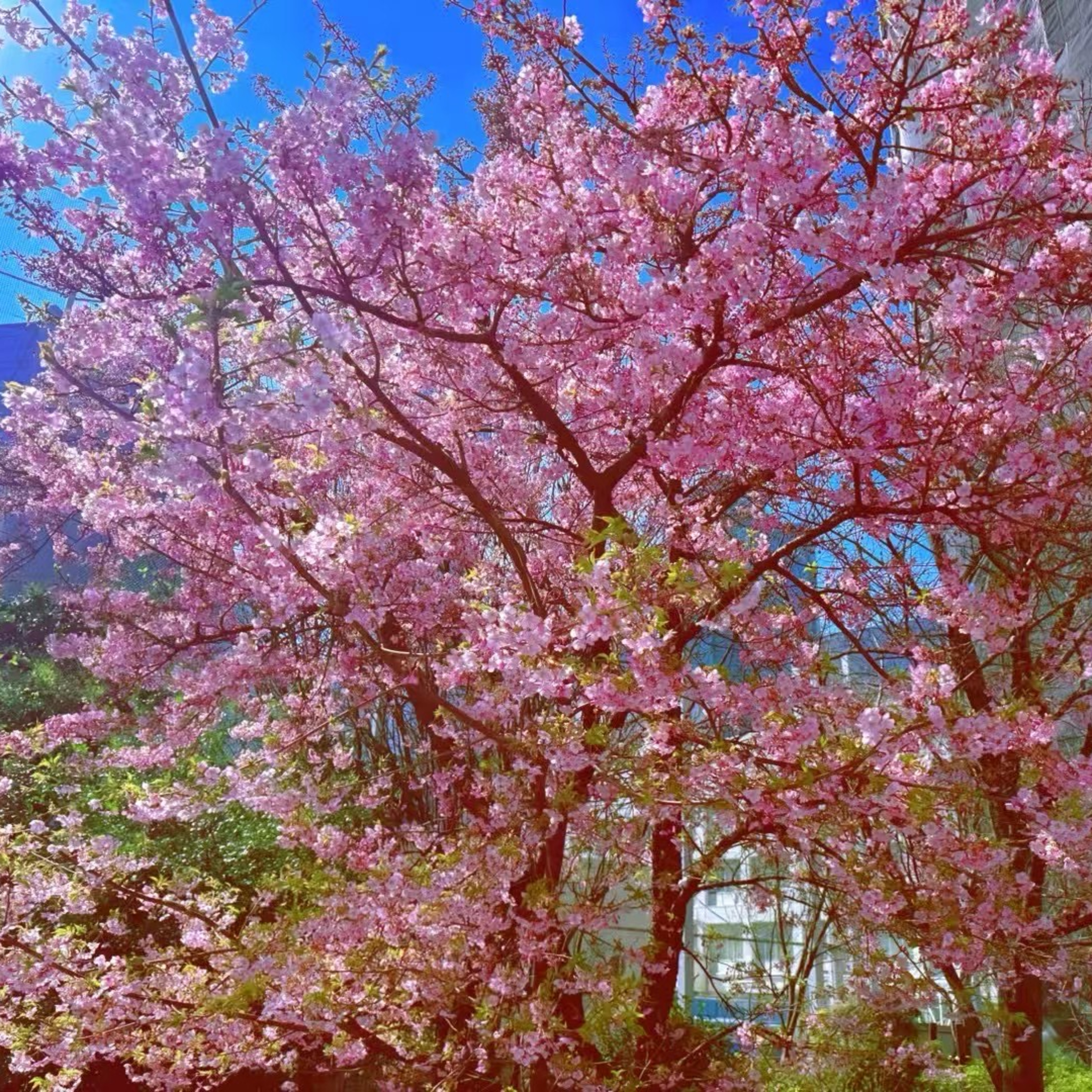 仙人掌与风 Cactus and Wind