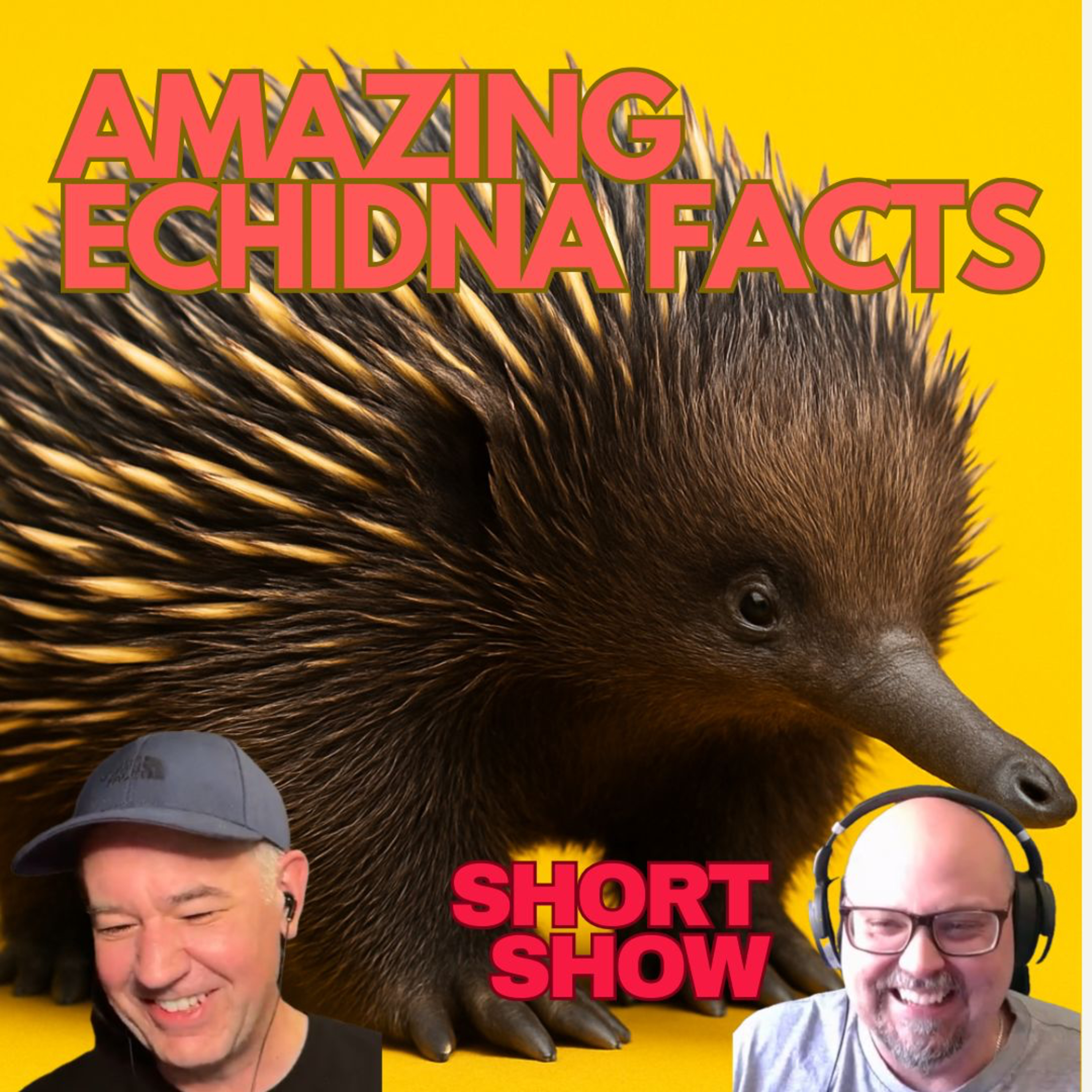 Amazing Echidna Facts - Animal Corner | Short Show #11 episode artwork