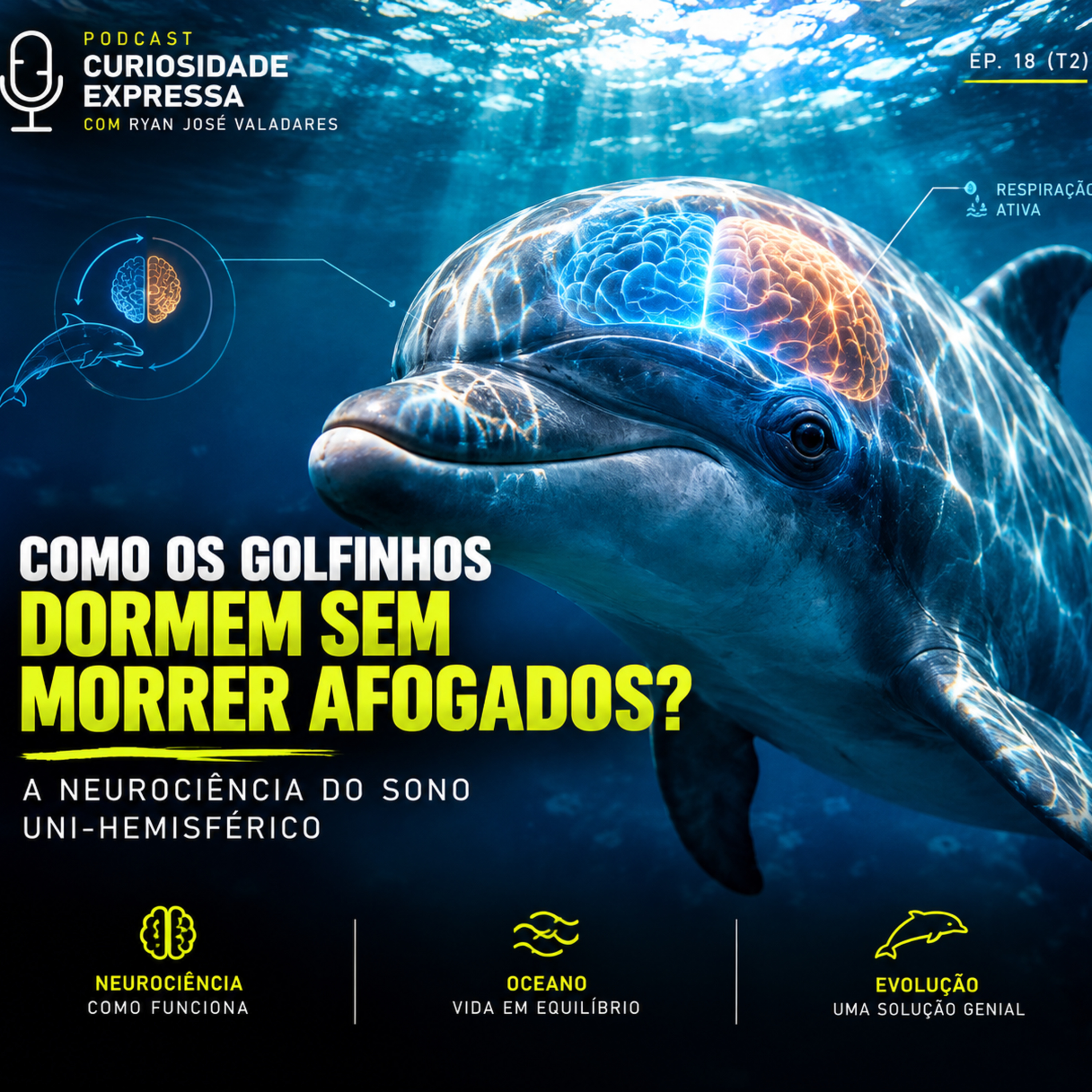 Como os Golfinhos Dormem Sem Morrer Afogados? A Neurociência do Sono Uni-hemisférico episode artwork