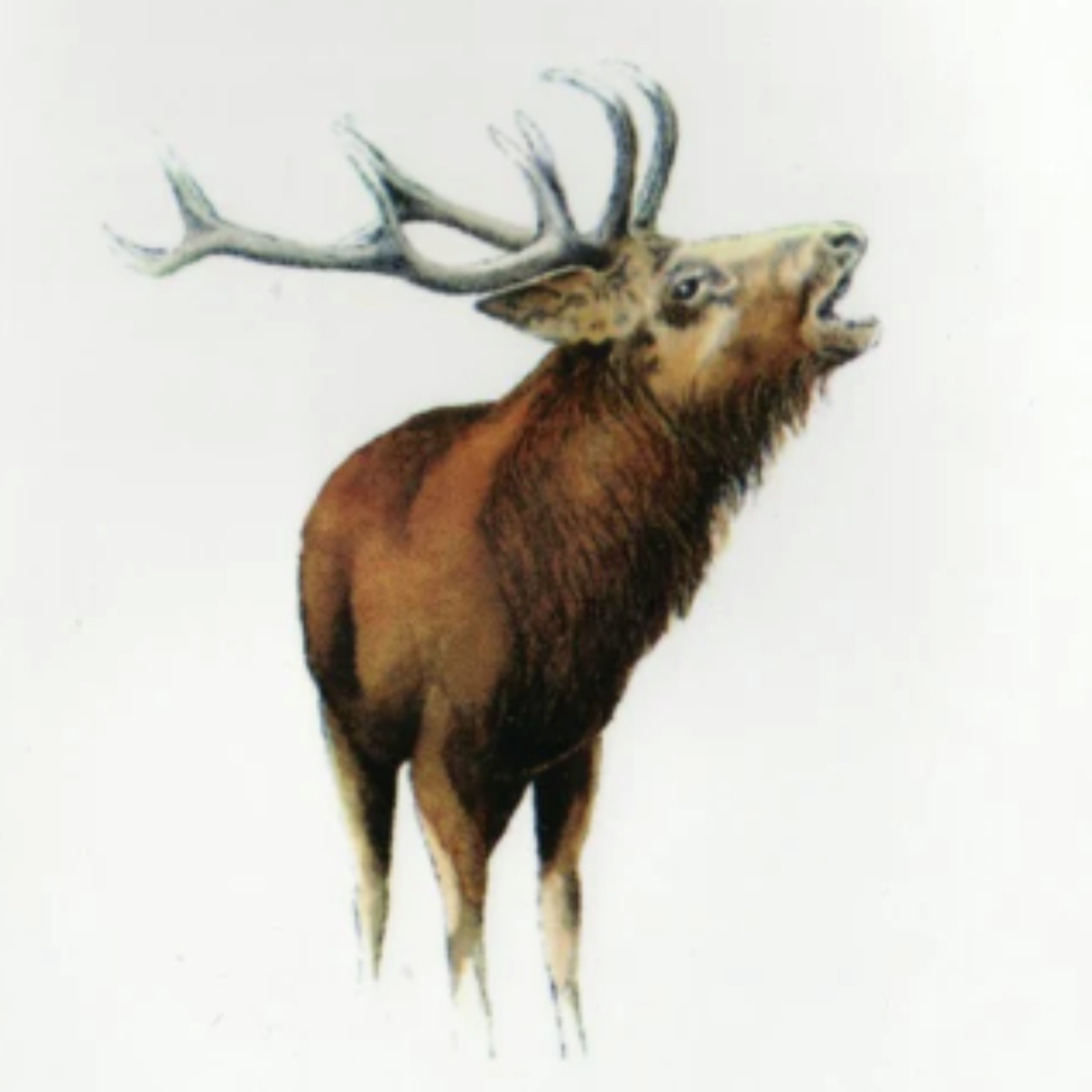 The Stag Roar: Life Less Ordinary