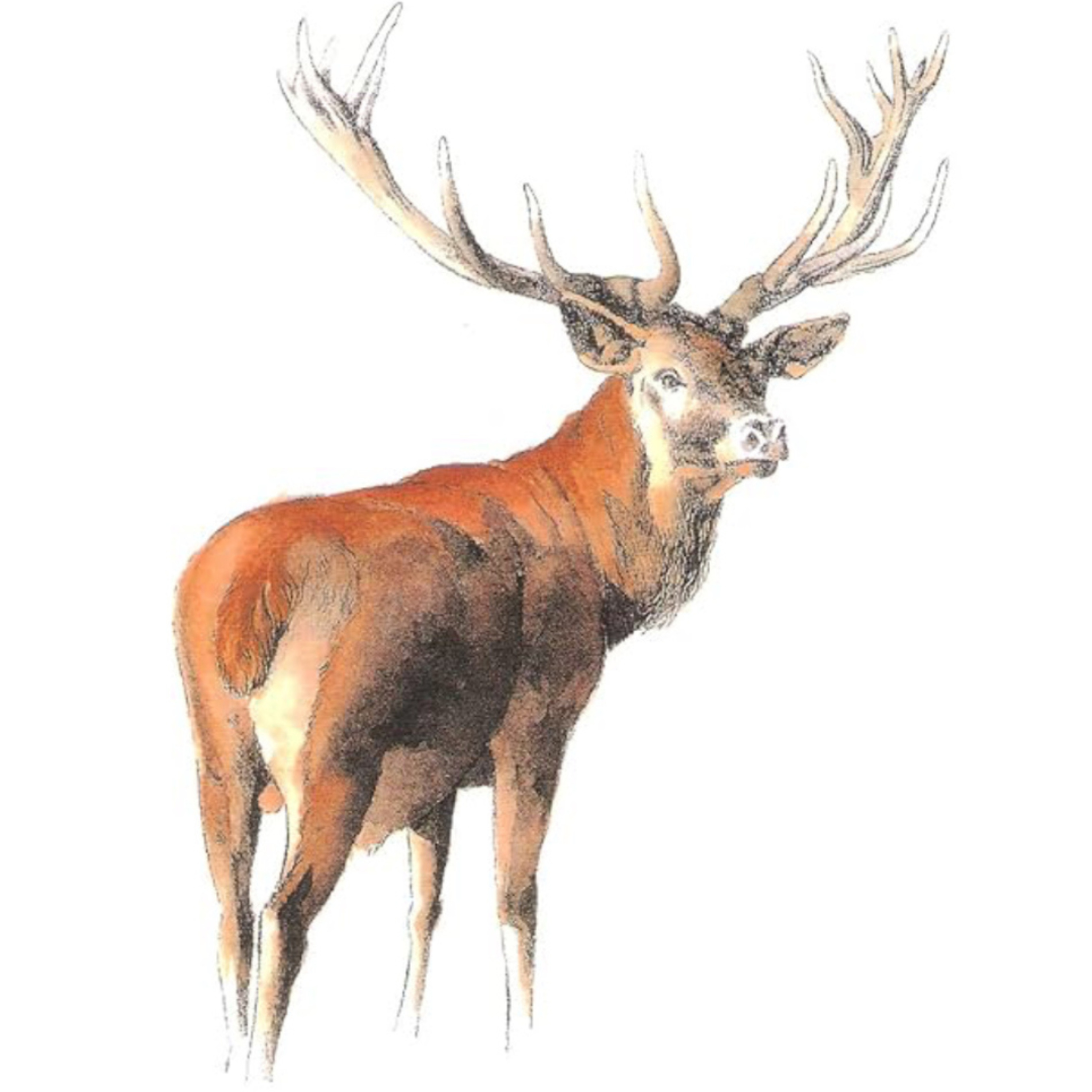 The Stag Roar: Life Less Ordinary