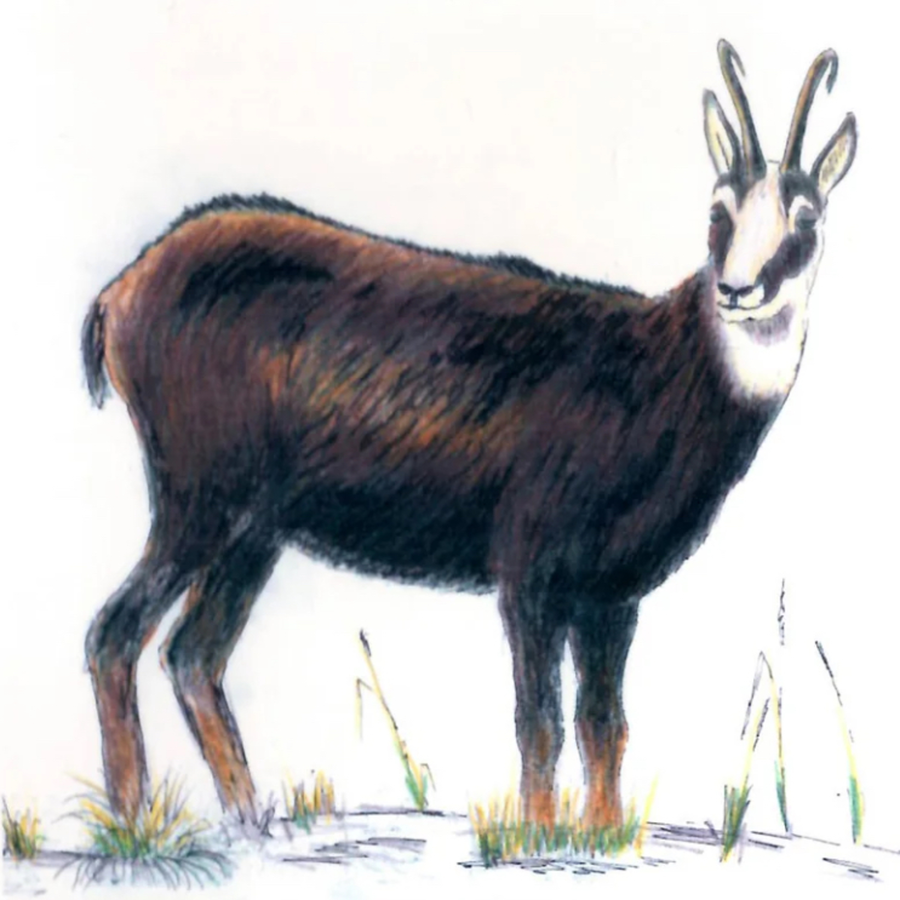The Alpine Chamois/ Colin G. Yeates: Mount Brown, Newton Range, Styx Valley, Westland; 1968 episode artwork
