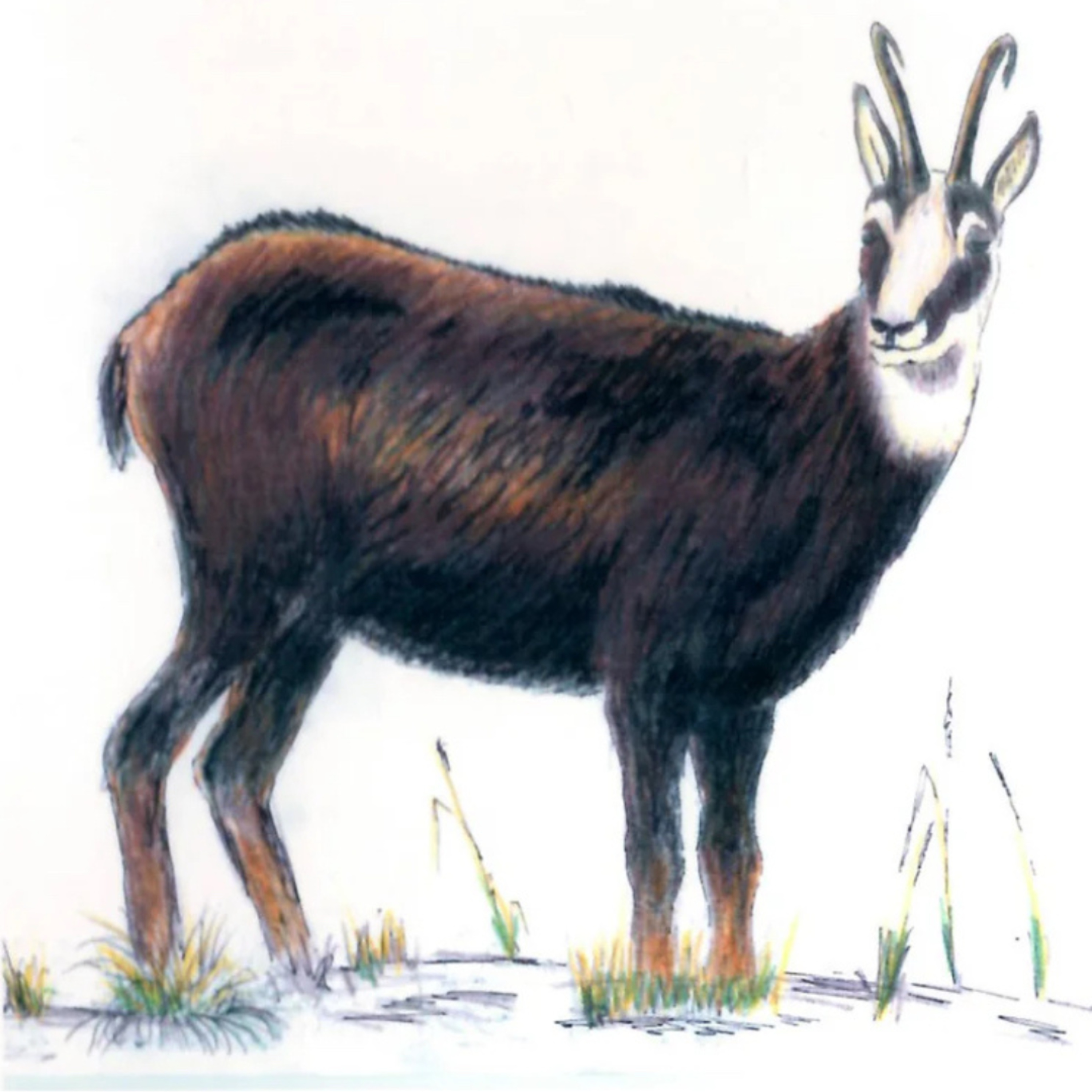The Alpine Chamois/ N.A. King: Begley Creek, Rainbow River, Nelson Lakes; 1997 episode artwork