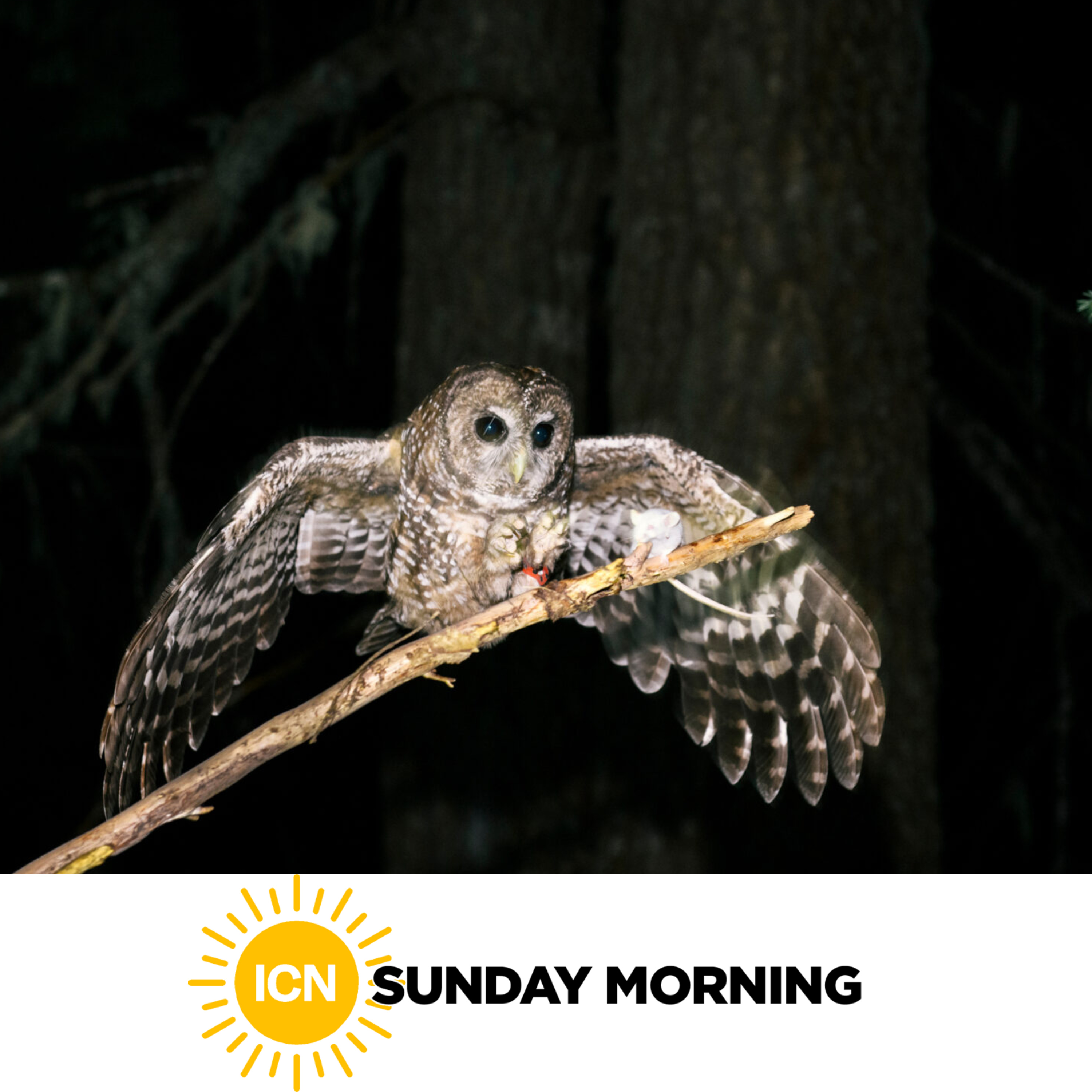 ICN Sunday Morning: The “Hotel California” of Biodiversity episode artwork