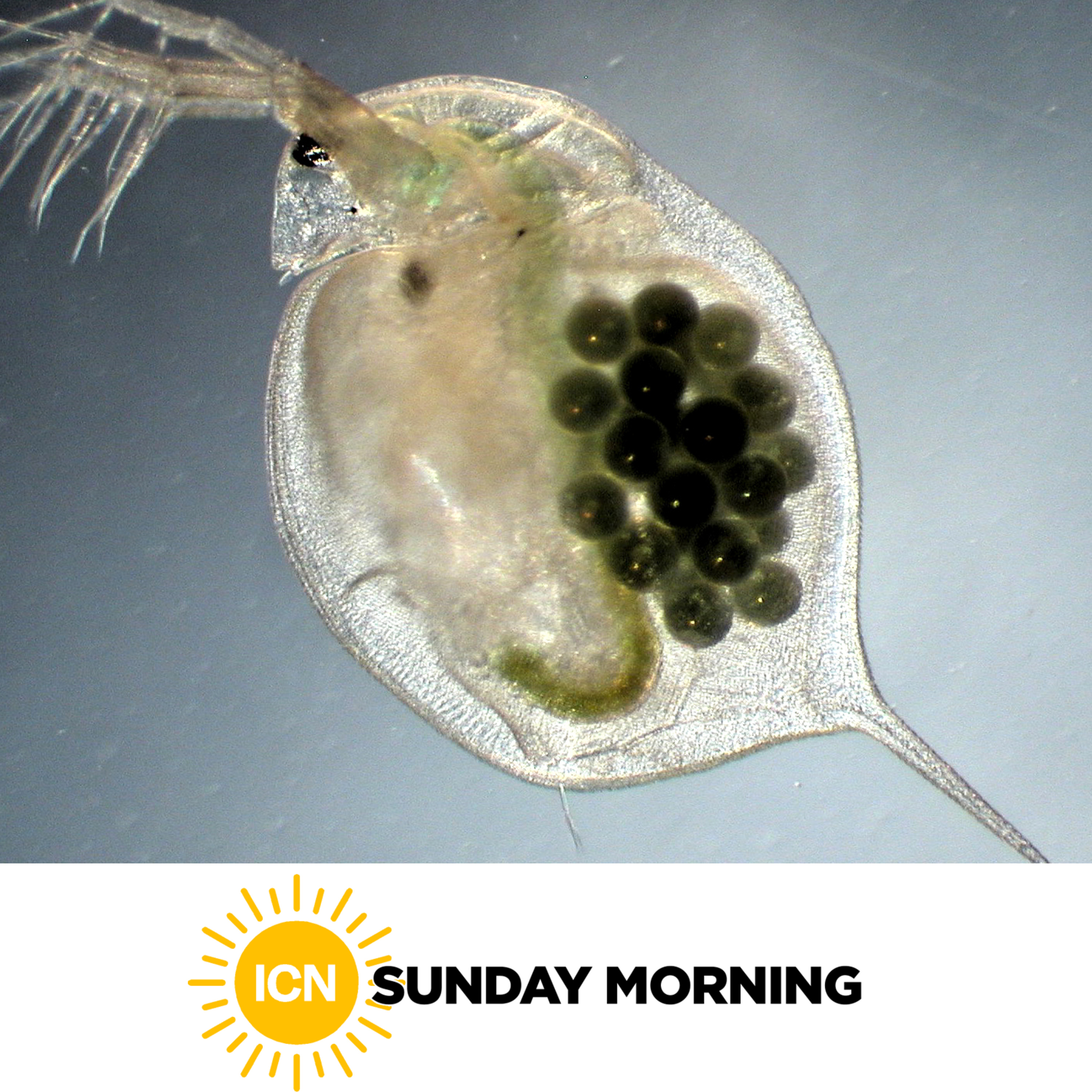 ICN Sunday Morning: Hotter and Hotter episode artwork