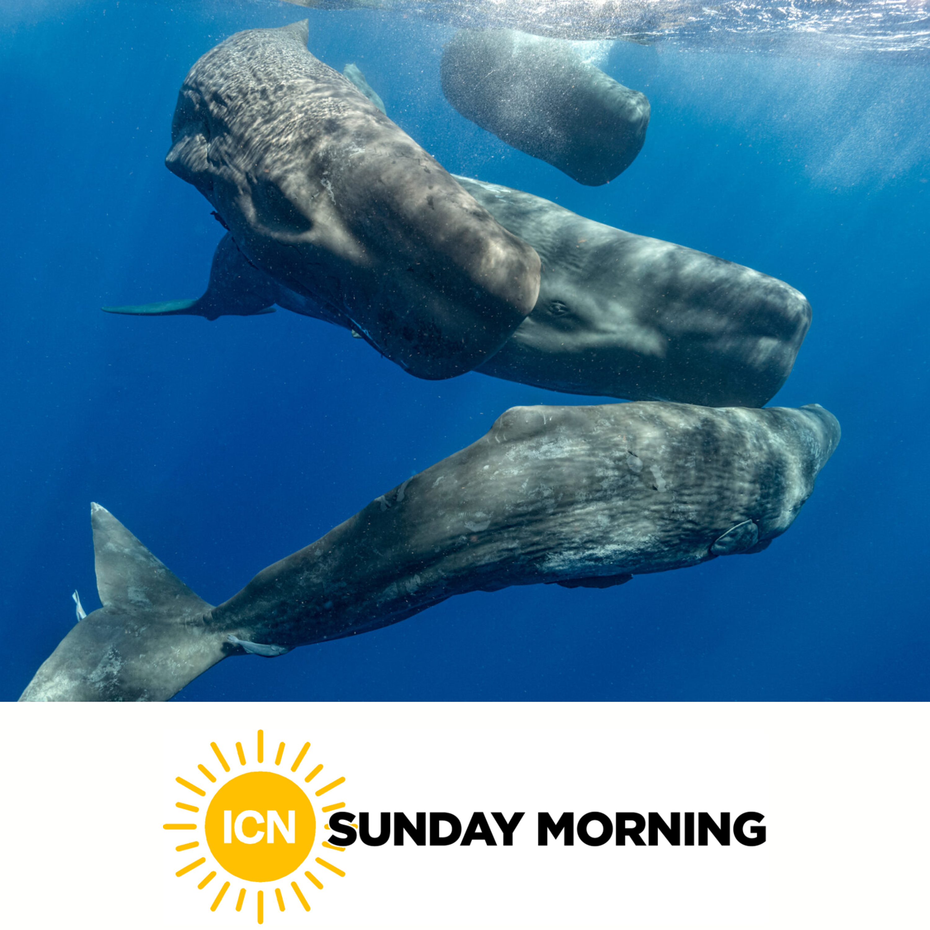 ICN Sunday Morning: What the Whales Are Saying episode artwork