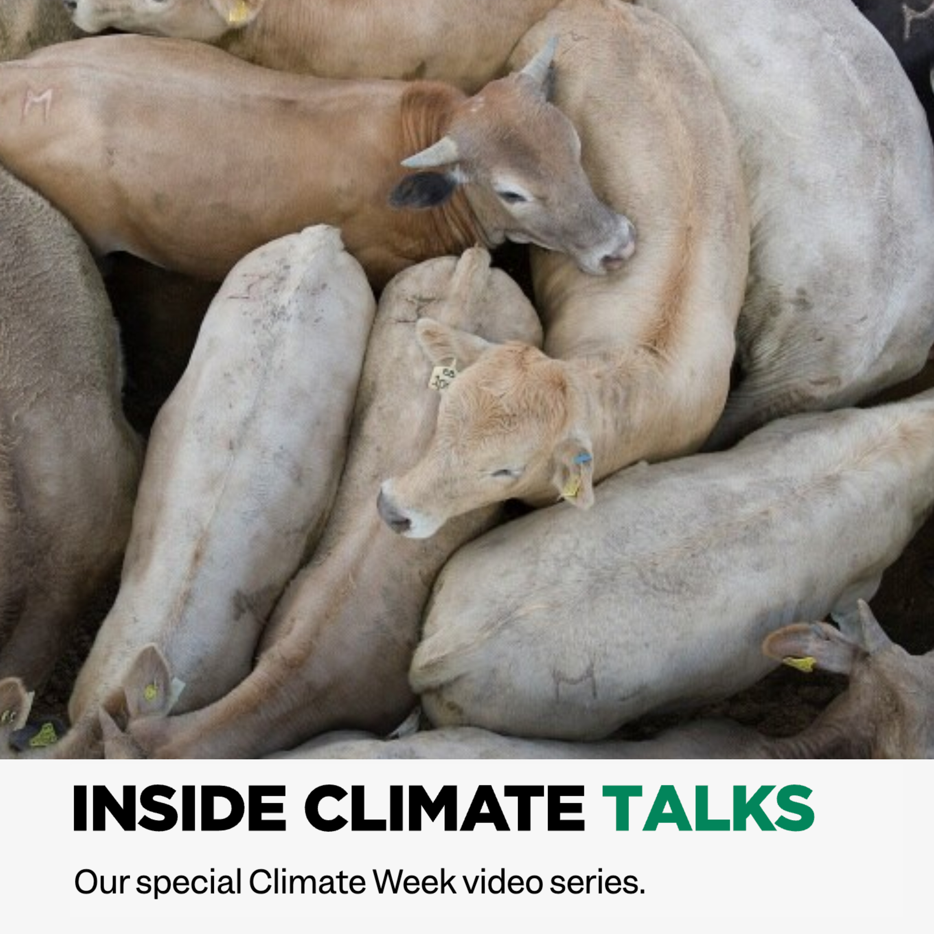 Inside Climate Talks: Can Pollution From Industrial Animal Agriculture Be Controlled? episode artwork