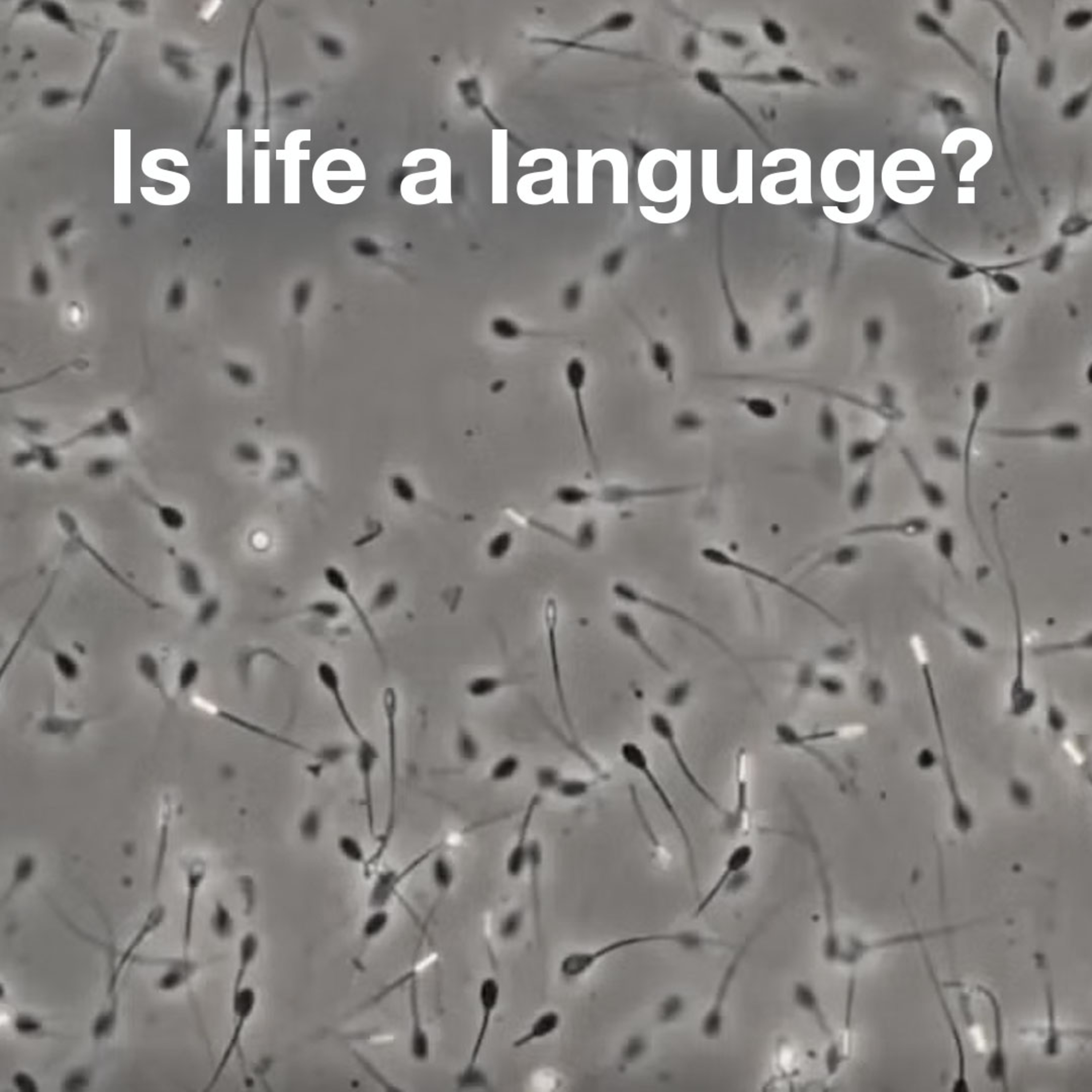 The Most Mysterious Language on Earth Isn’t Human episode artwork
