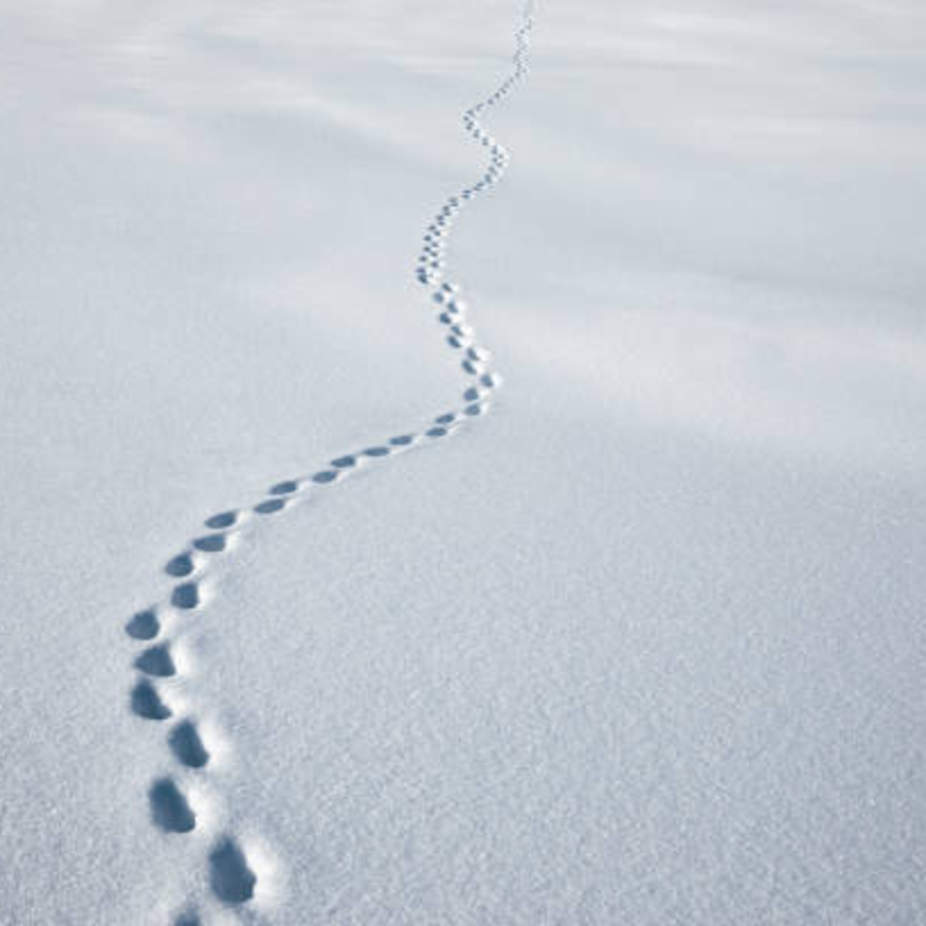 What Path are you Walking  episode artwork