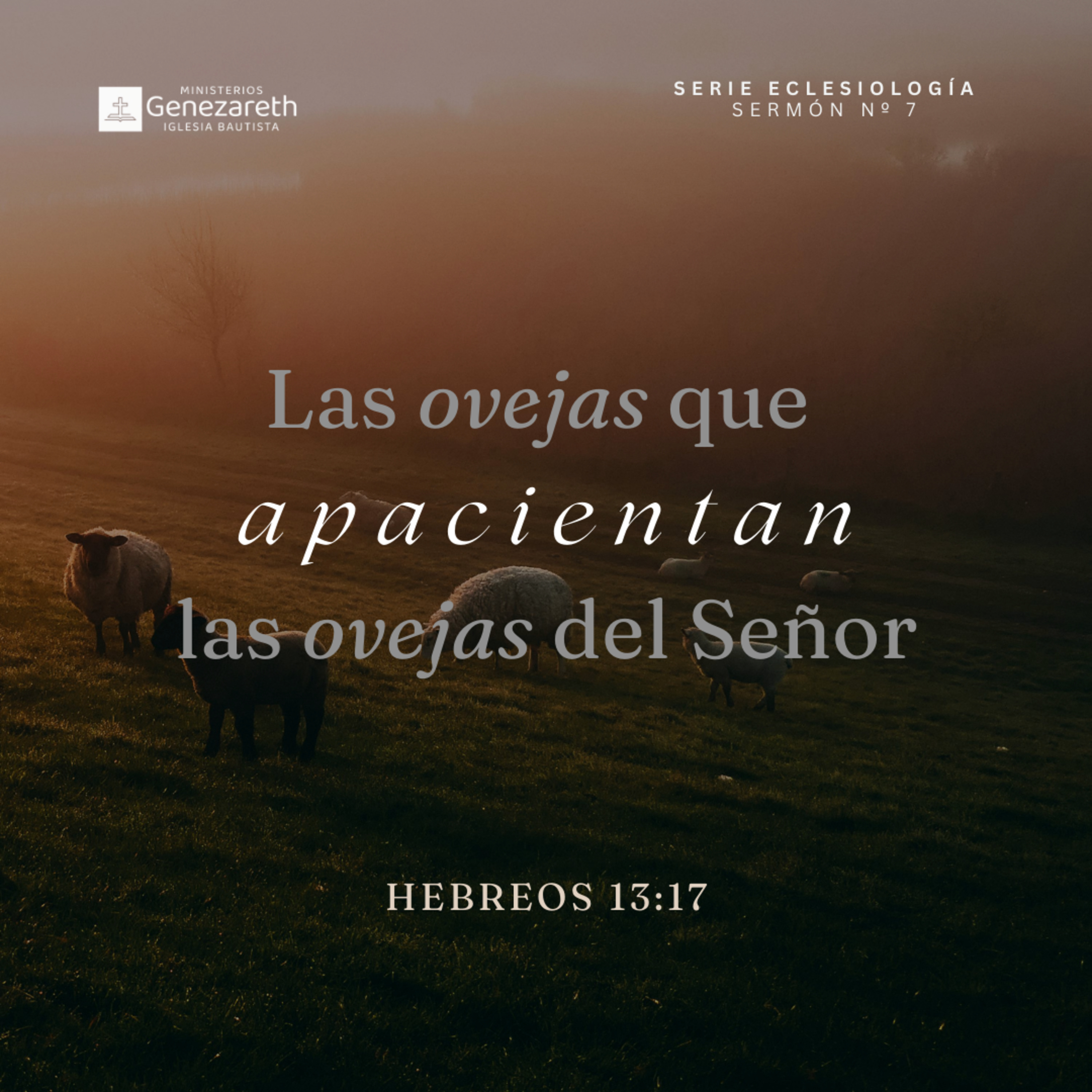 Las ovejas que apacientan las ovejas del Señor | Hebreos 13:17  episode artwork