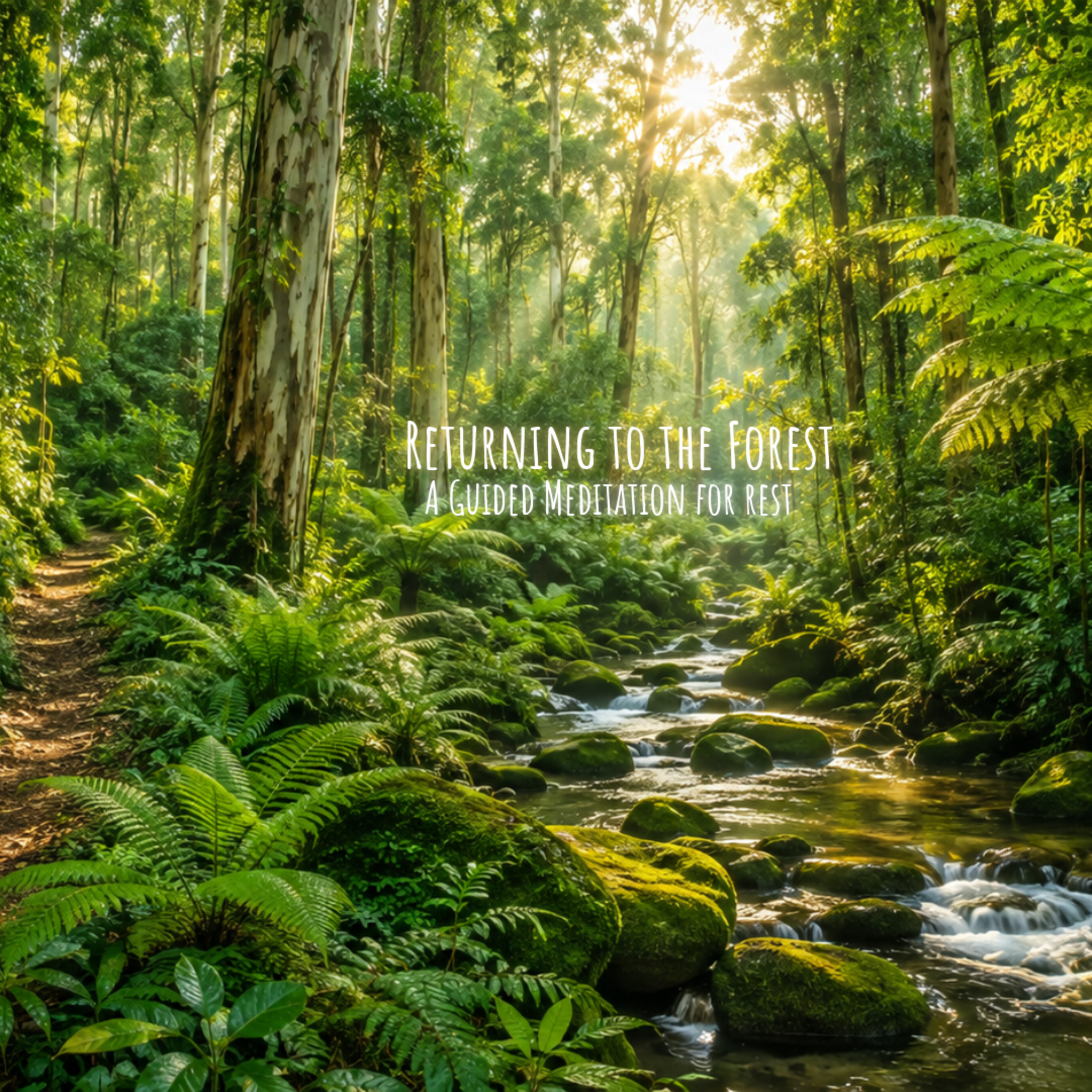 Returning to the Forest: A Guided Meditation for Rest episode artwork