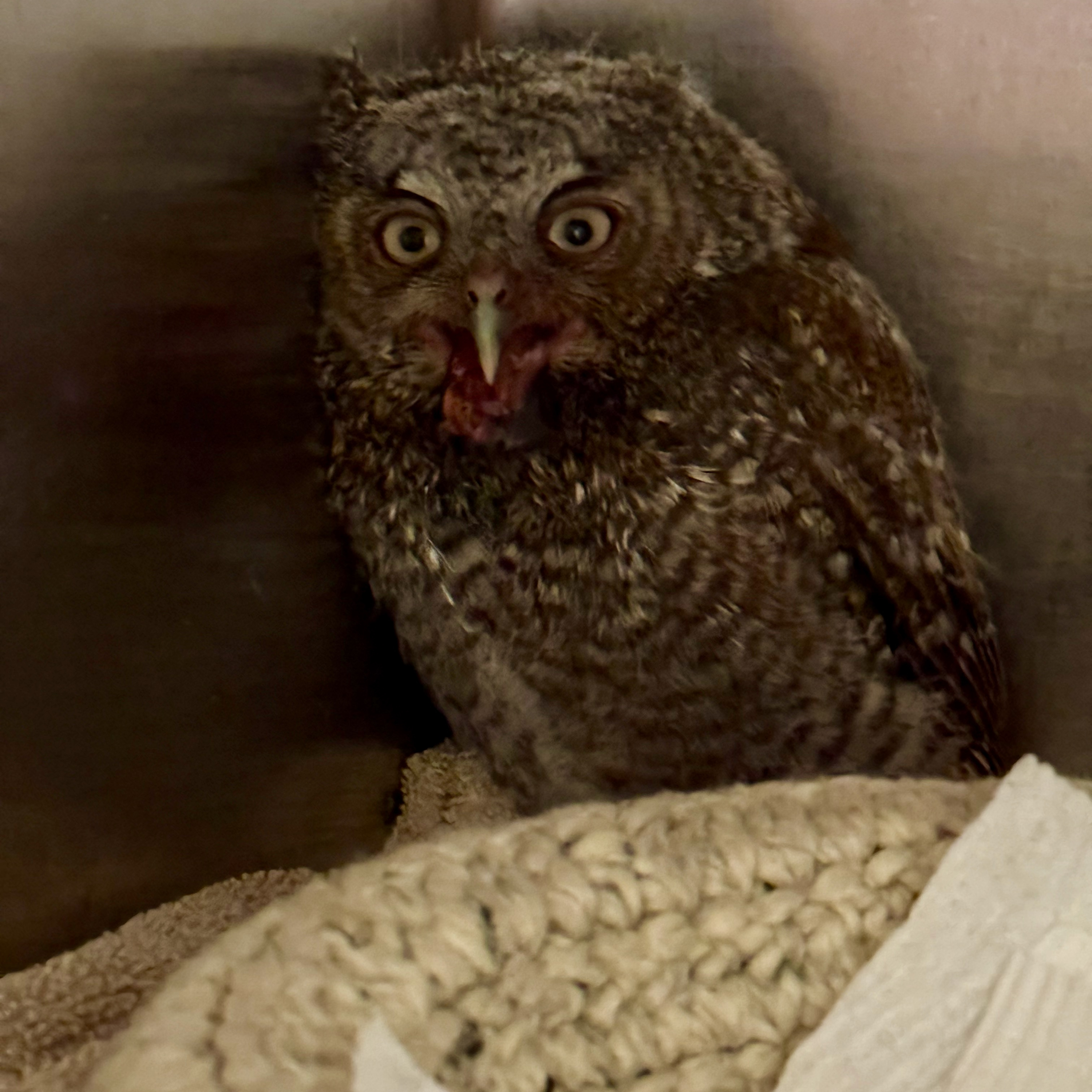 Owls!