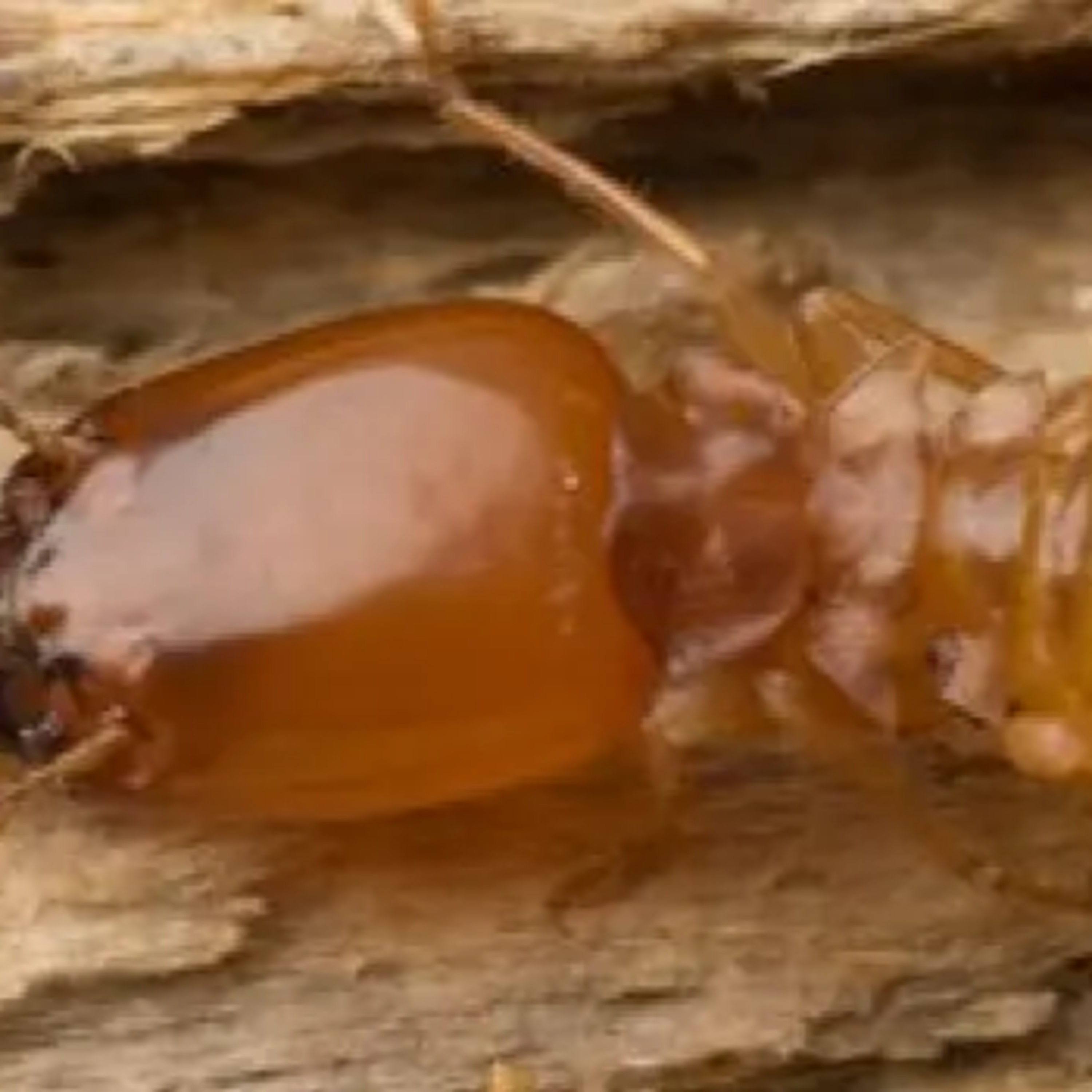 Accurate Pest Control Services LLC – Serving Dubai, Ajman, and Sharjah