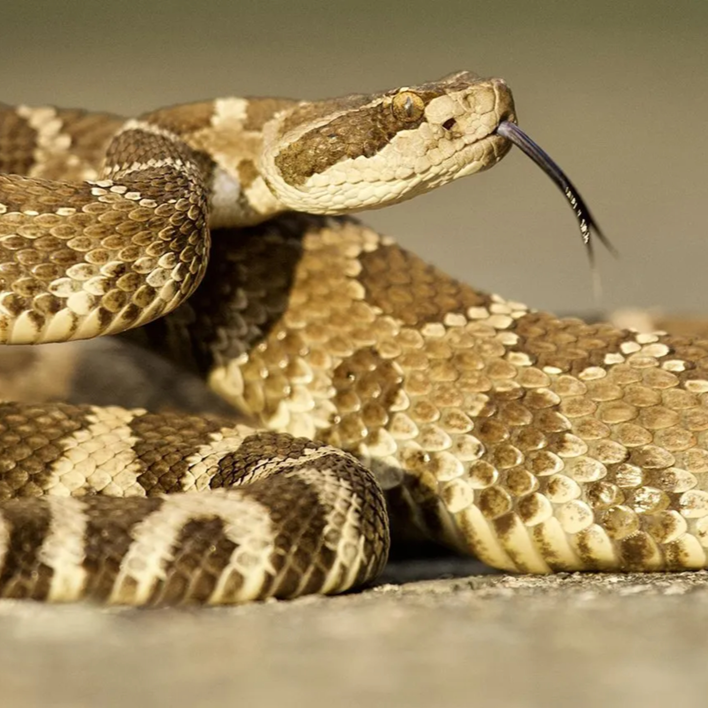 Accurate Pest Control Services LLC – Serving Dubai, Ajman, and Sharjah