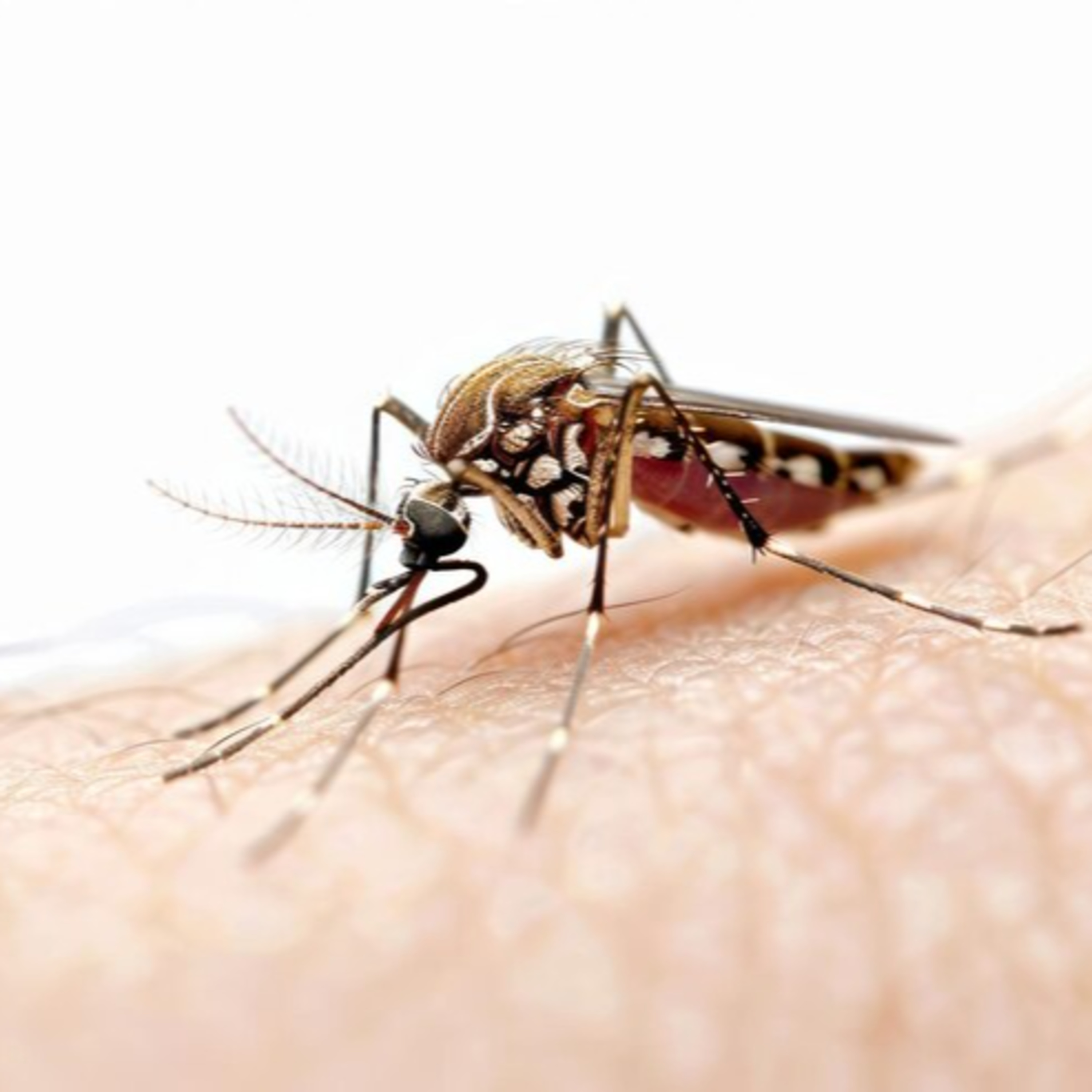 How to Control Mosquitoes in Dubai After Rain | Professional Fogging Treatment & Guided By Accurate Pest Control Services LLC episode artwork