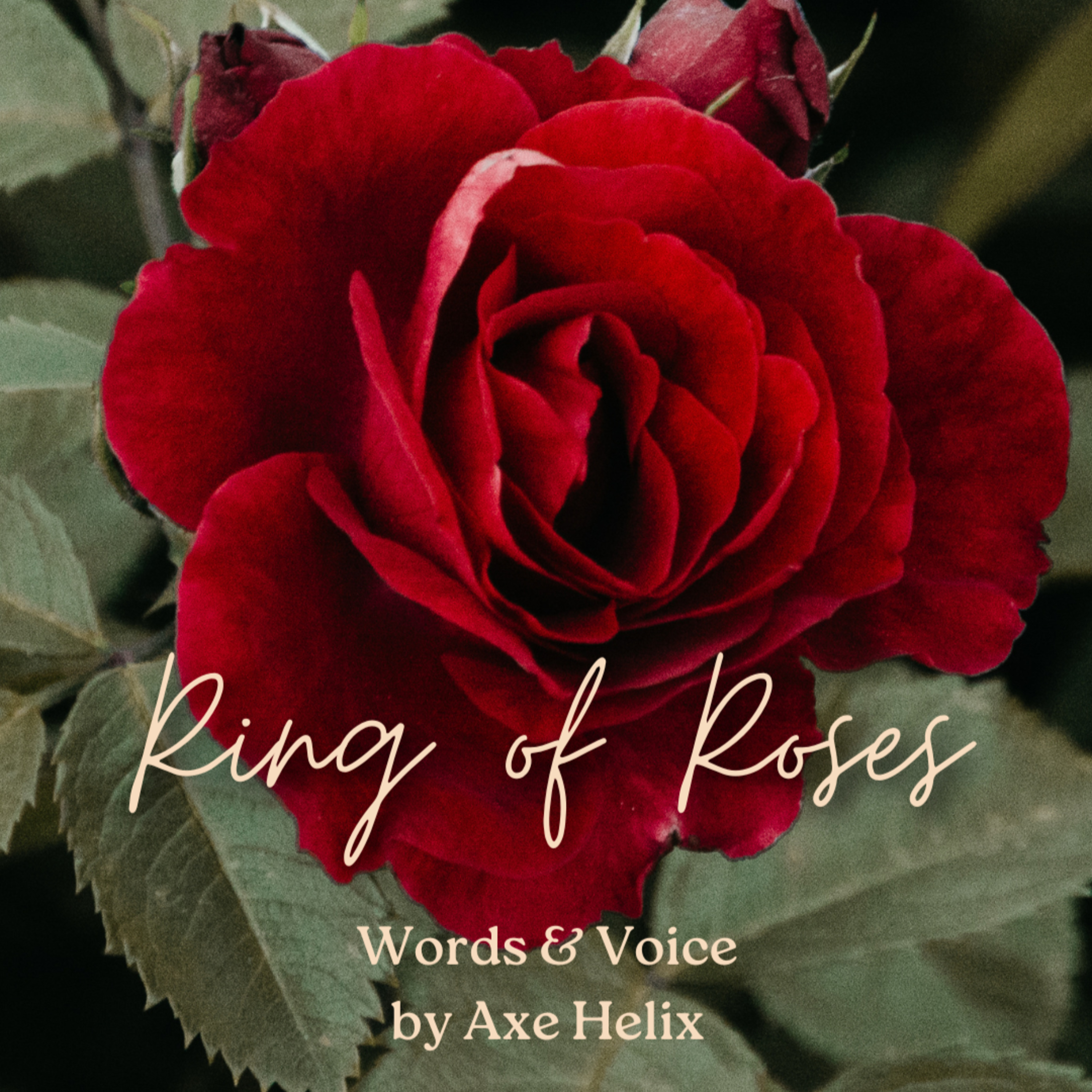 Ring of Roses ~ I waited for you ~ Hushed Verse episode artwork