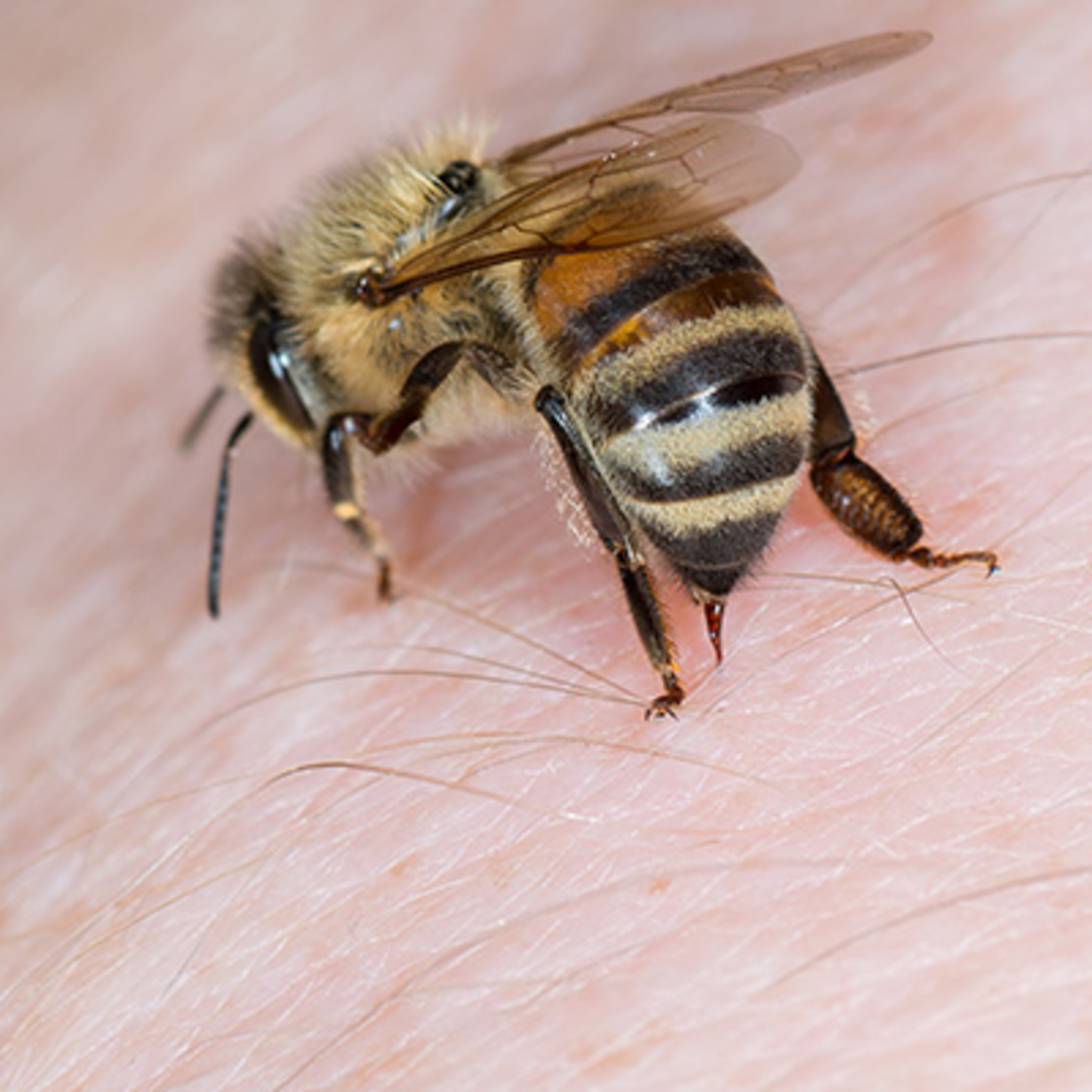 Why\'s That, Dad? | The Science, History & Culture of Everyday Questions for Curious Adults and Kids